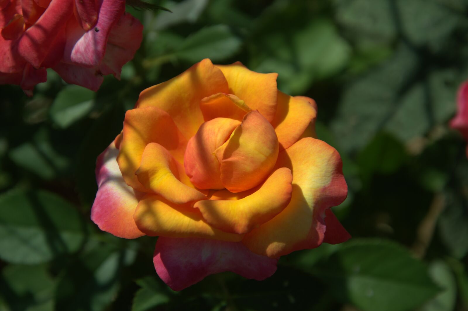Nikon D3200 sample photo. Rosa, flower, garden photography