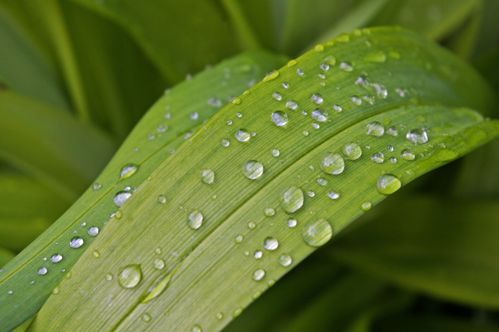 Pentax *ist DL2 sample photo. Raindrop, garden, close up photography