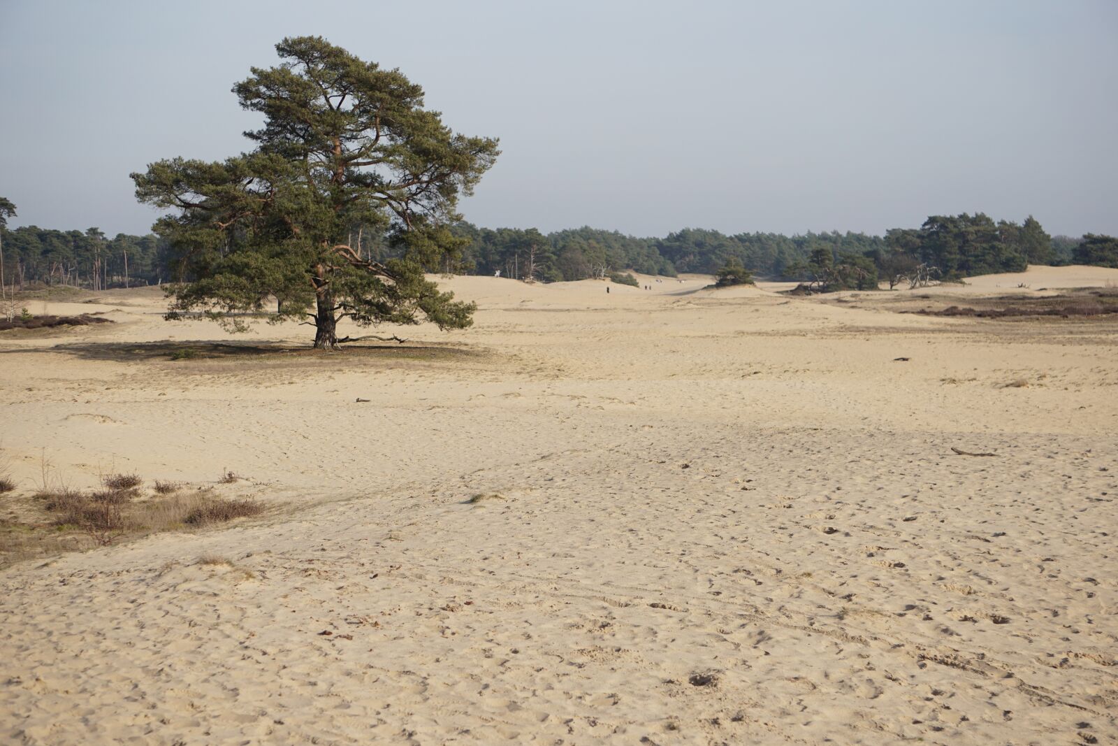 Sony E 55-210mm F4.5-6.3 OSS sample photo. Sand drifts, tree, den photography