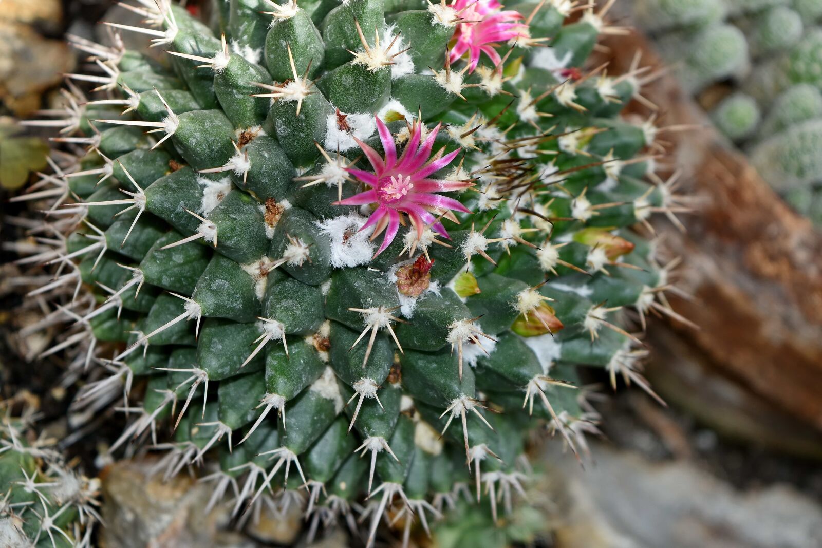 Nikon D5500 sample photo. Cactus, flower garden, sharp photography