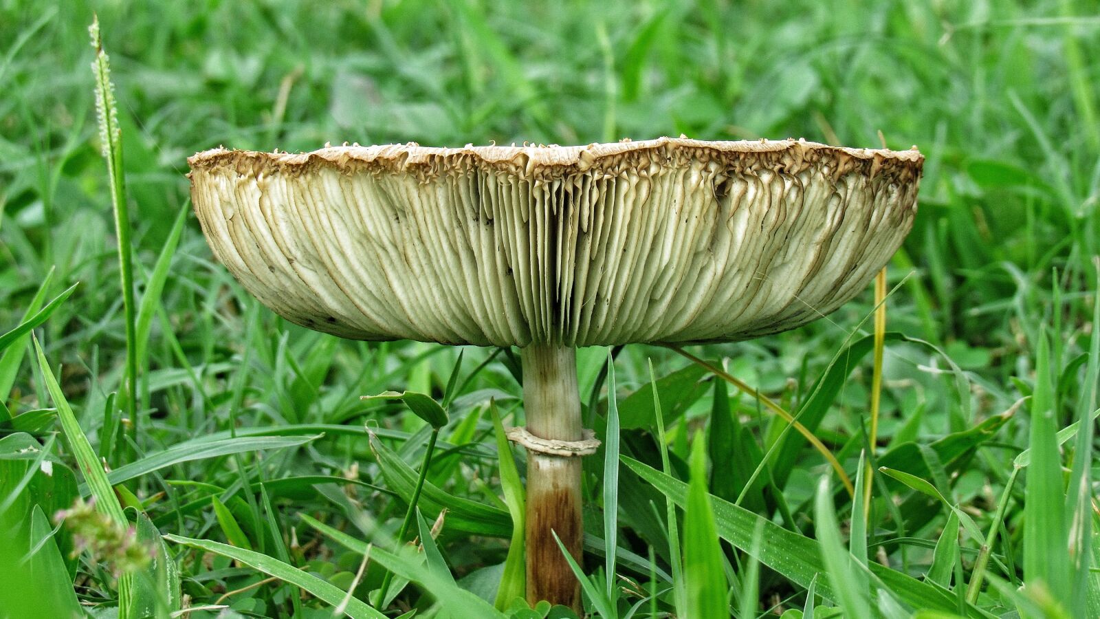 Canon PowerShot SX530 HS sample photo. Mushroom, grass, nature photography