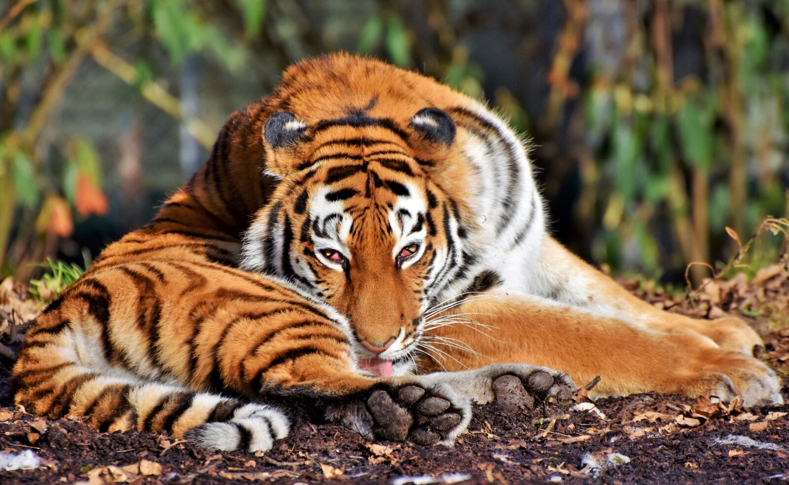 Nikon D7200 sample photo. Tiger, big cat, predator photography