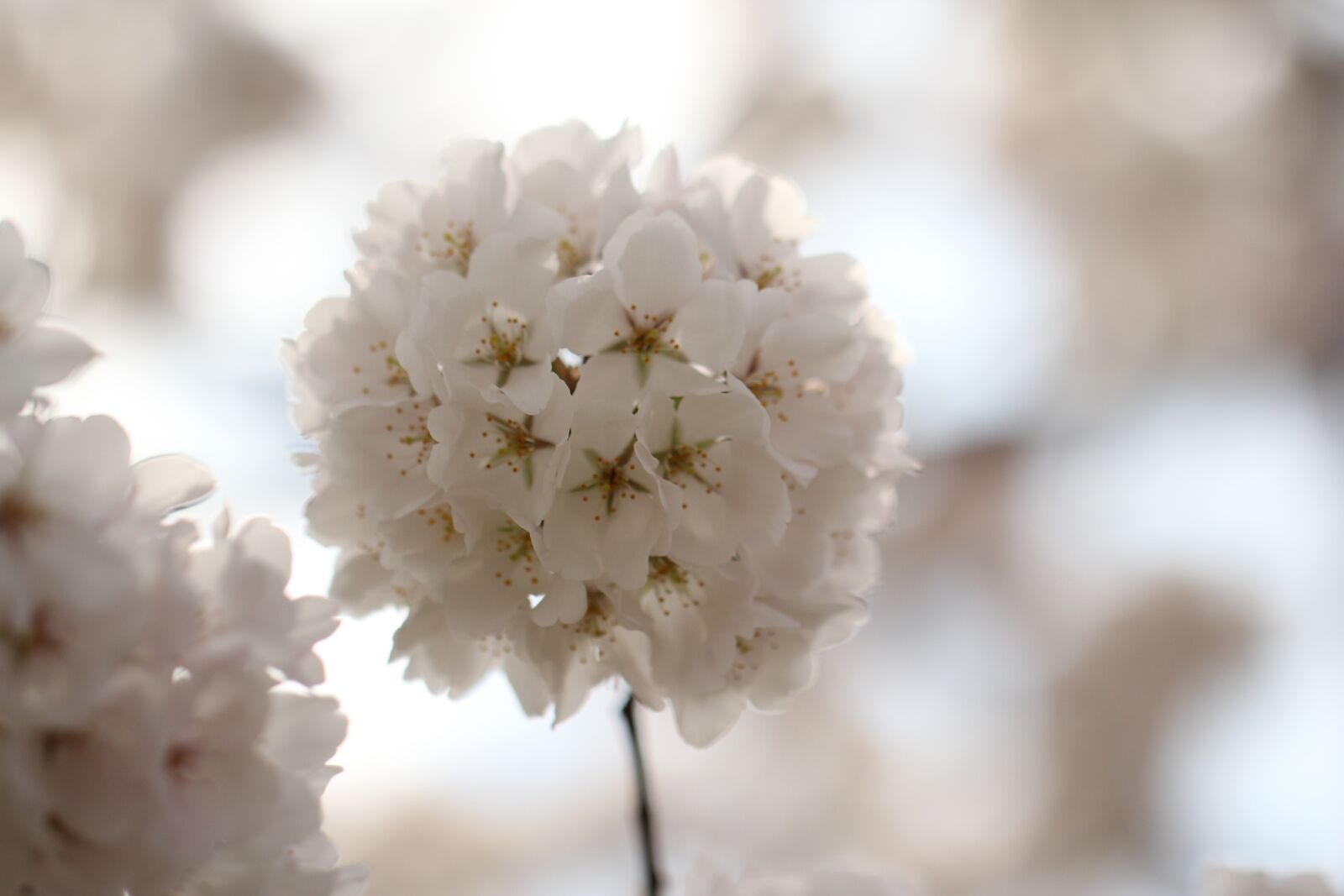 Canon EF 100mm F2.8L Macro IS USM sample photo. Flower, blossom, cherry photography