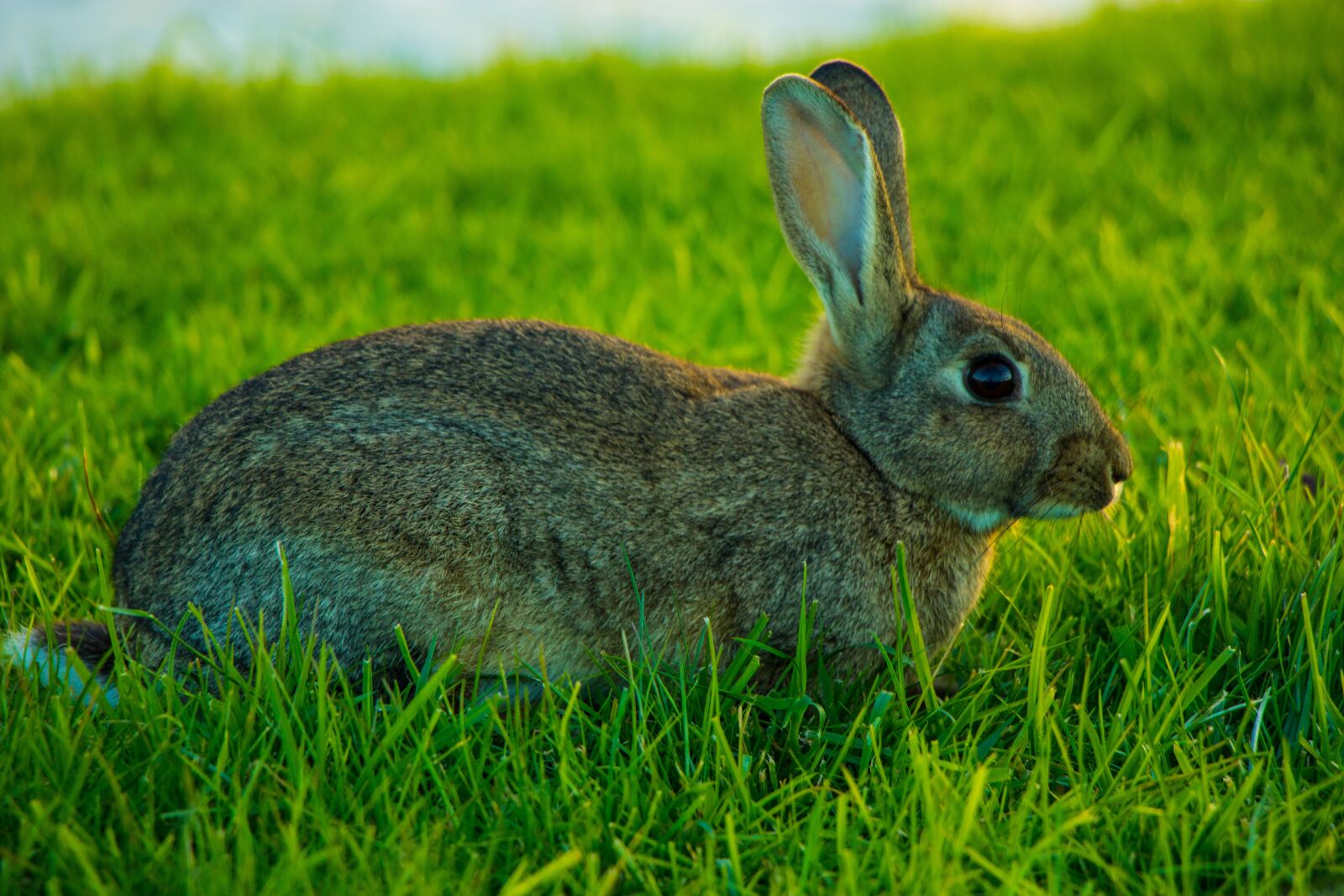 Canon EOS 760D (EOS Rebel T6s / EOS 8000D) sample photo. Rabbit, brown bunny, wild photography