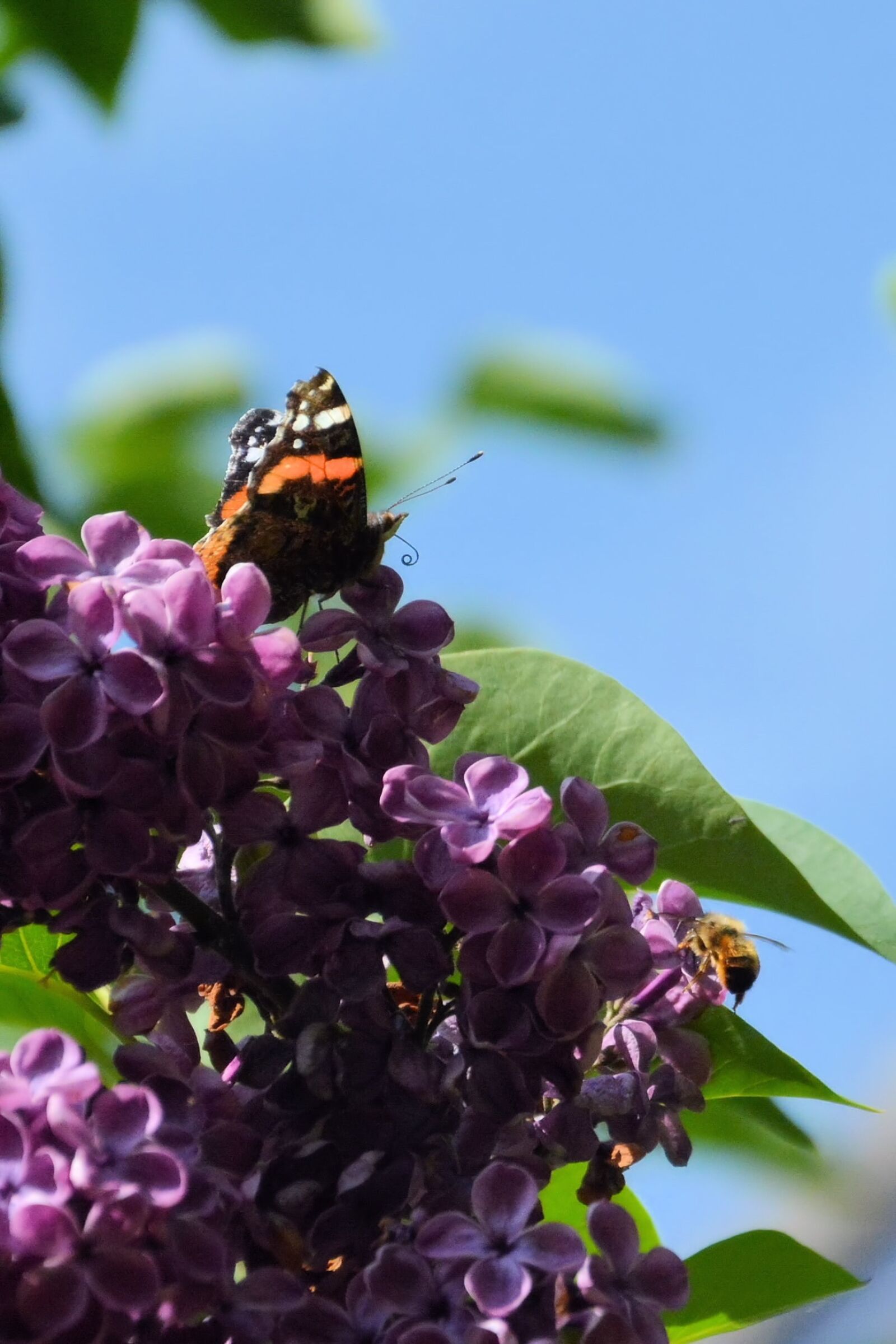 Nikon D7100 sample photo. Lilac, butterfly, atalanta photography