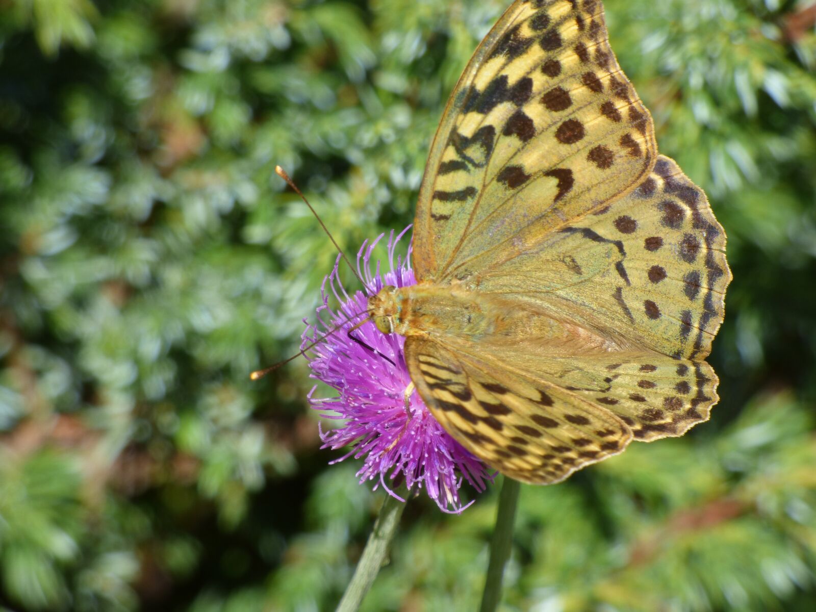Panasonic DMC-FZ72 sample photo. Butterfly, flower, color photography