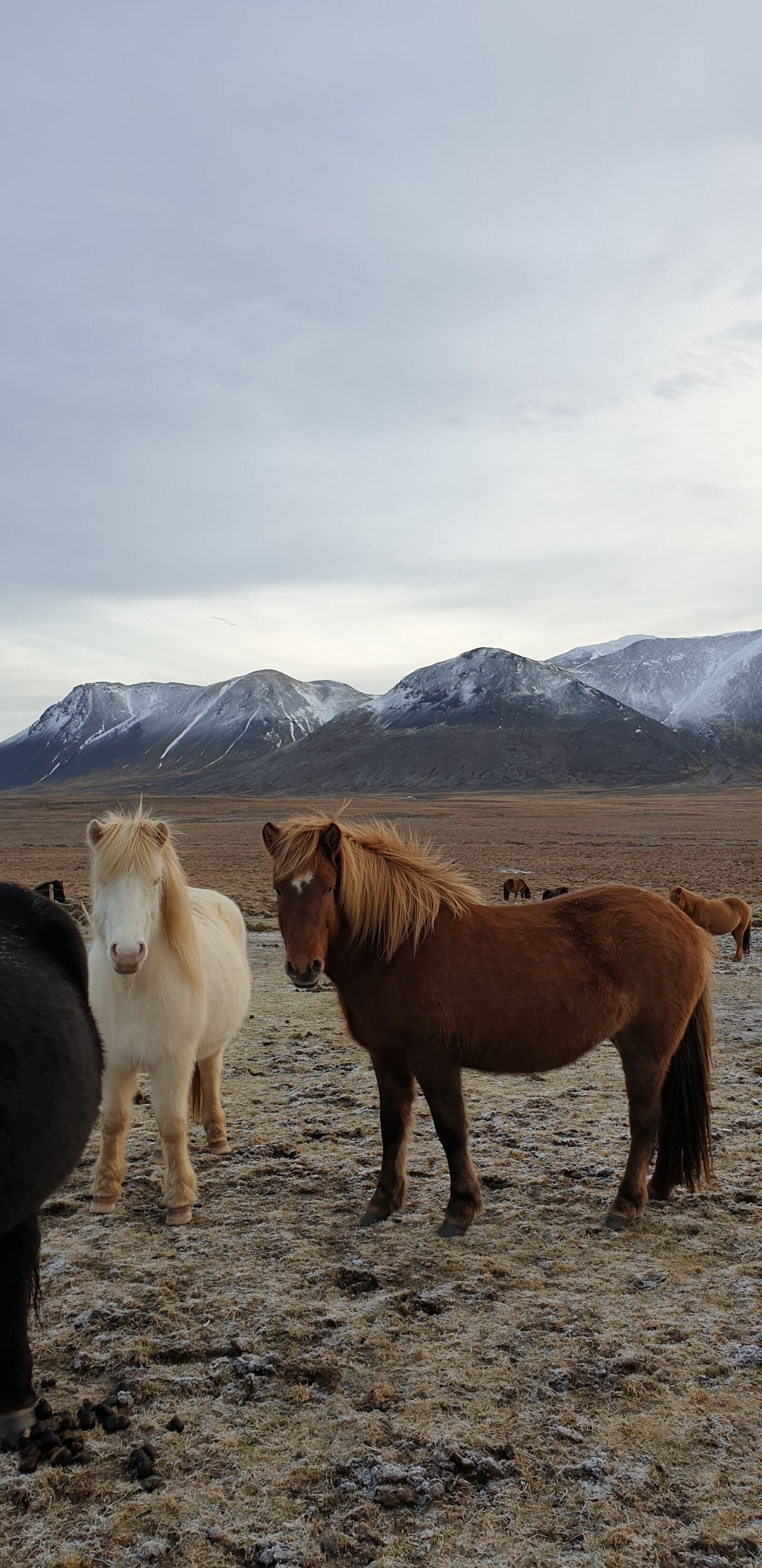 Samsung Galaxy Note9 sample photo. Icelandic horse, iceland, horses photography