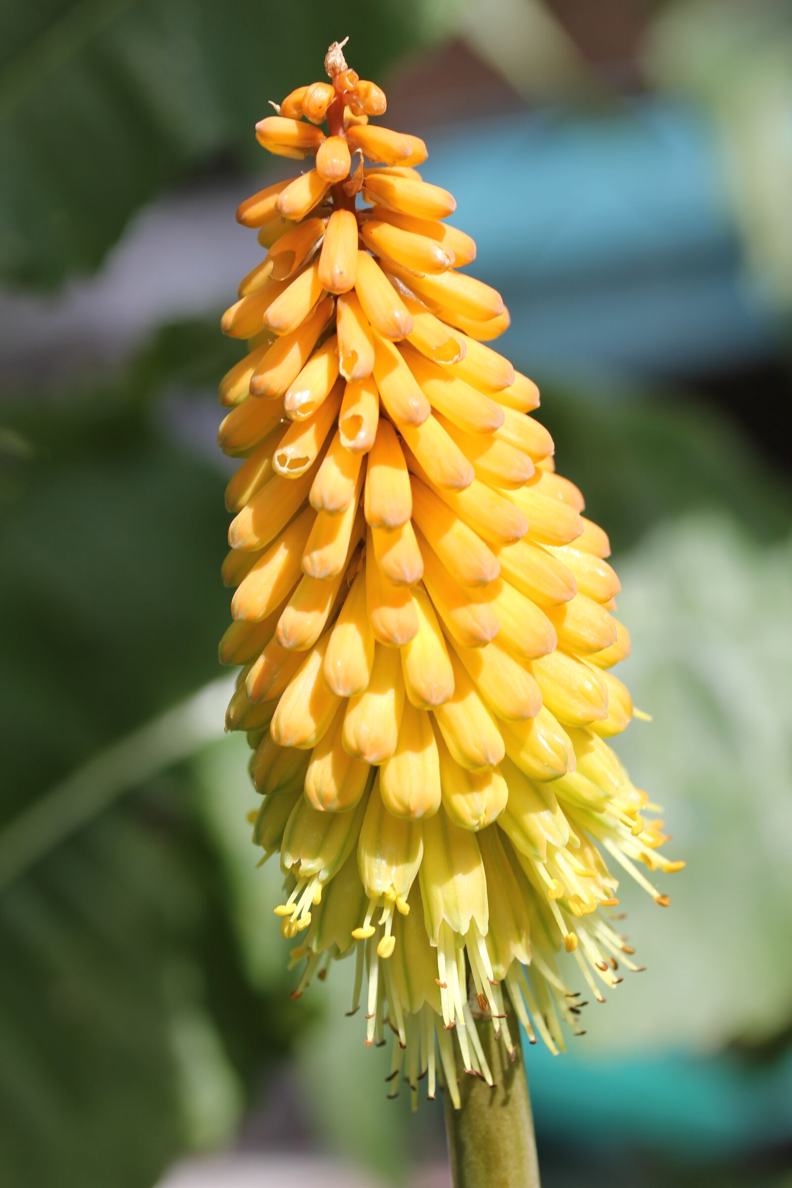 Canon EOS 550D (EOS Rebel T2i / EOS Kiss X4) sample photo. Kniphofia, red hot poker photography