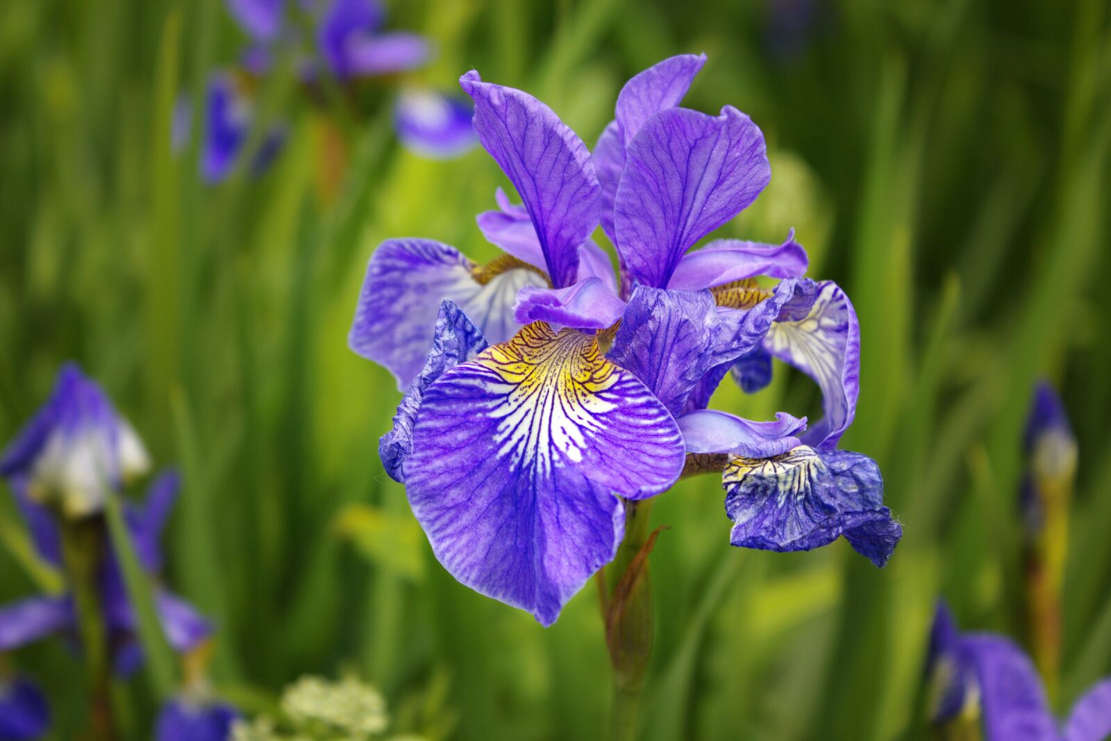Canon EOS 550D (EOS Rebel T2i / EOS Kiss X4) sample photo. Iris, flower, blue photography