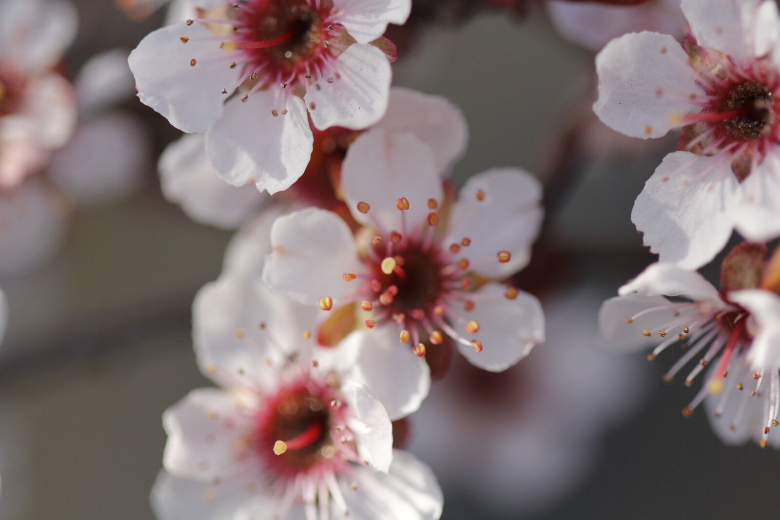 Canon EOS 60D + Canon EF 100mm F2.8 Macro USM sample photo. Cherry blossoms, flowers, spring photography