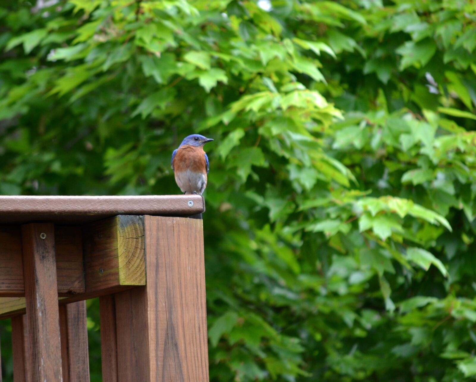Nikon D3100 sample photo. Bird, eastern bluebird, male photography