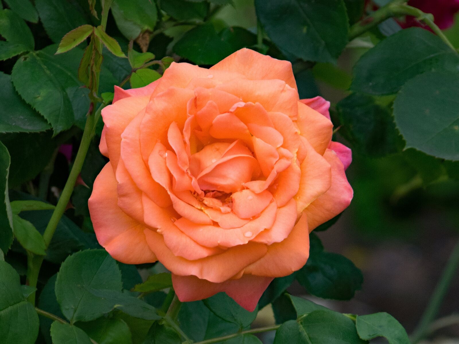 Nikon D5300 sample photo. Rose, rozalia, climbing rose photography