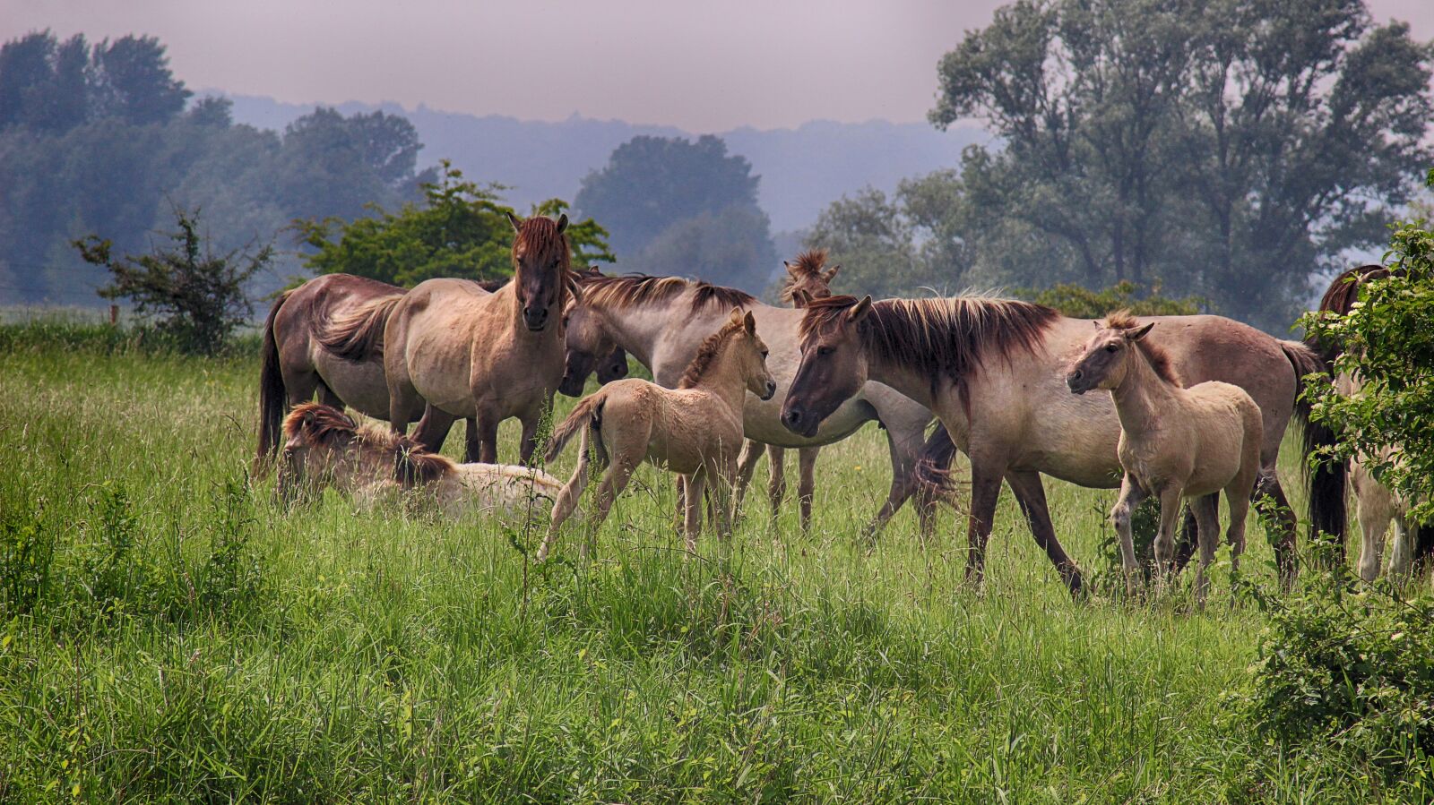 Canon EOS 600D (Rebel EOS T3i / EOS Kiss X5) sample photo. Landscape, polder, inland waterways photography
