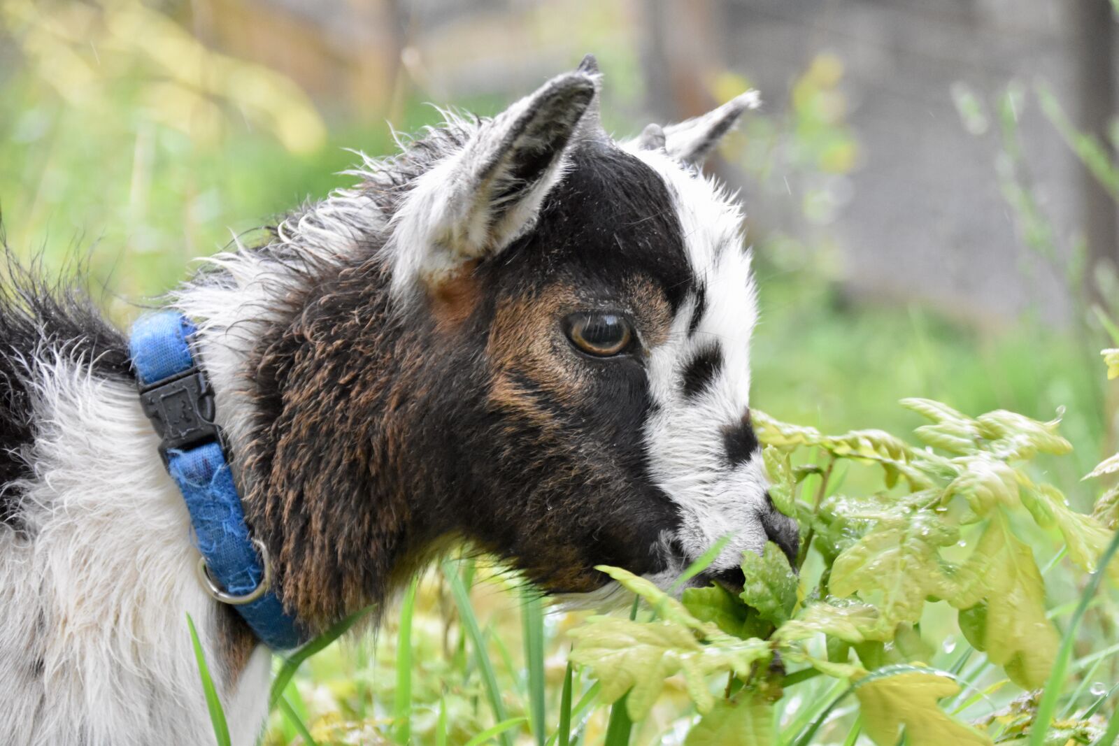 Nikon D5600 sample photo. Goat, animal portrait, little photography