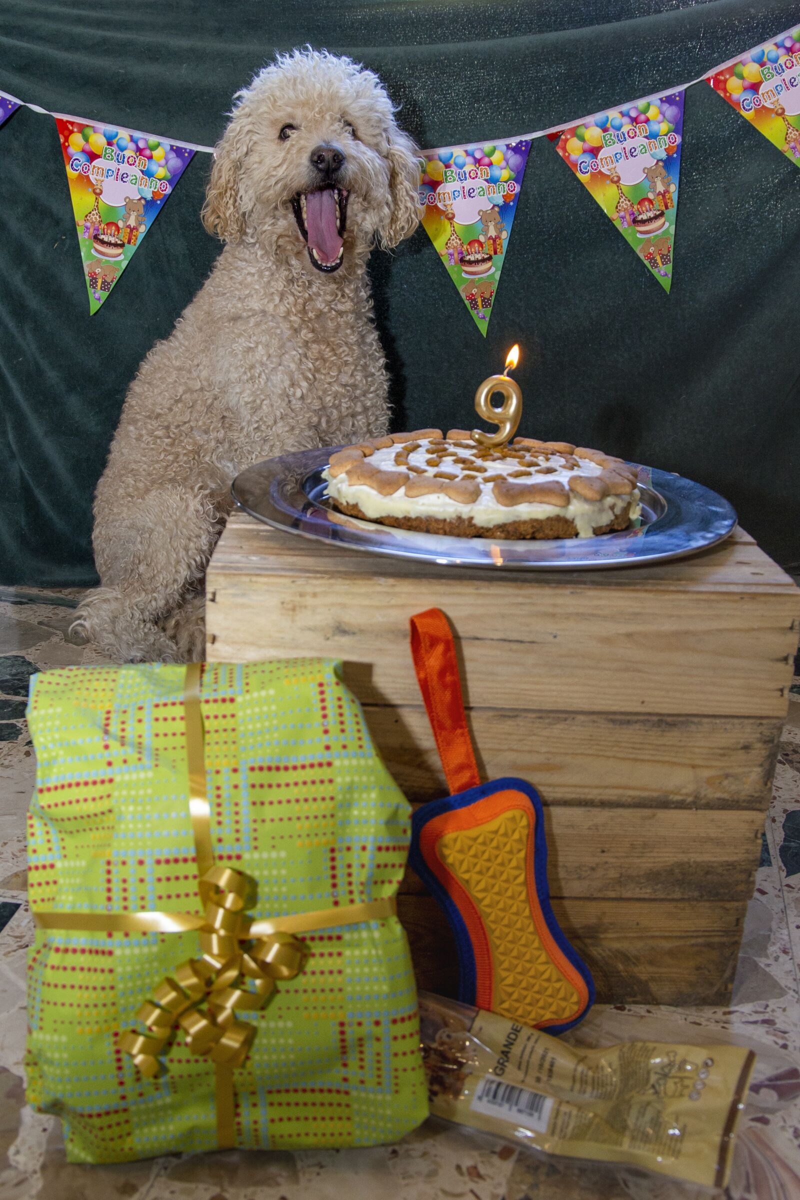Canon EF 24-105mm F3.5-5.6 IS STM sample photo. Dog, birthday, party photography