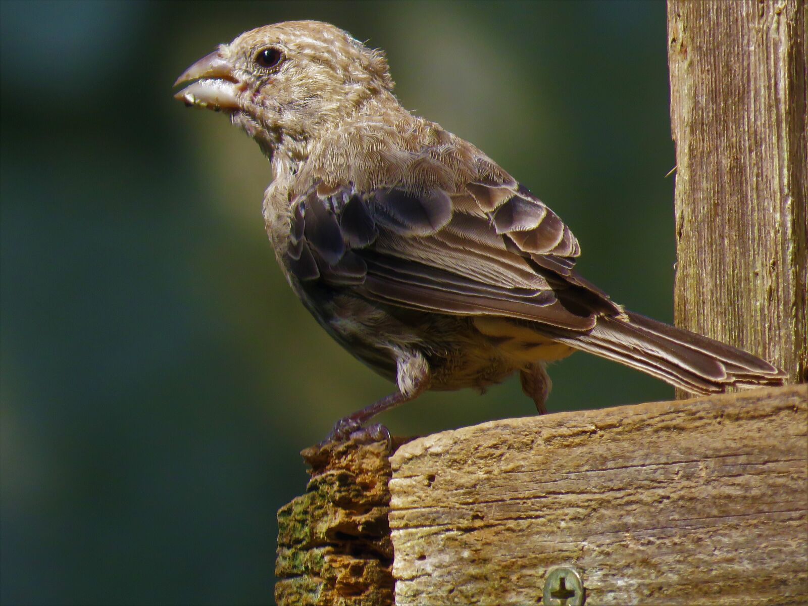 Canon PowerShot SX60 HS sample photo. Bird, close up, wildlife photography