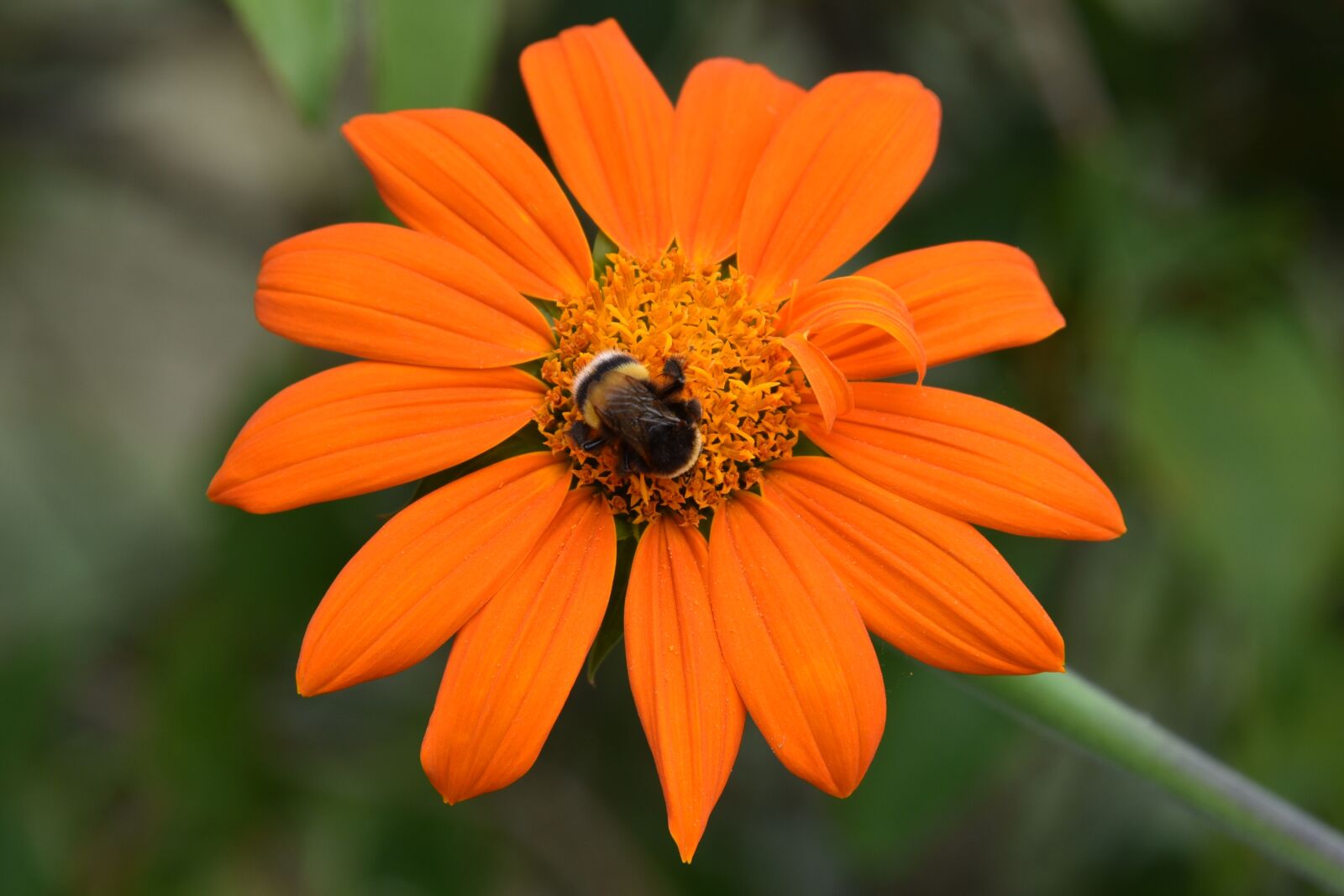 Nikon D750 sample photo. Flowers, bee, orange photography