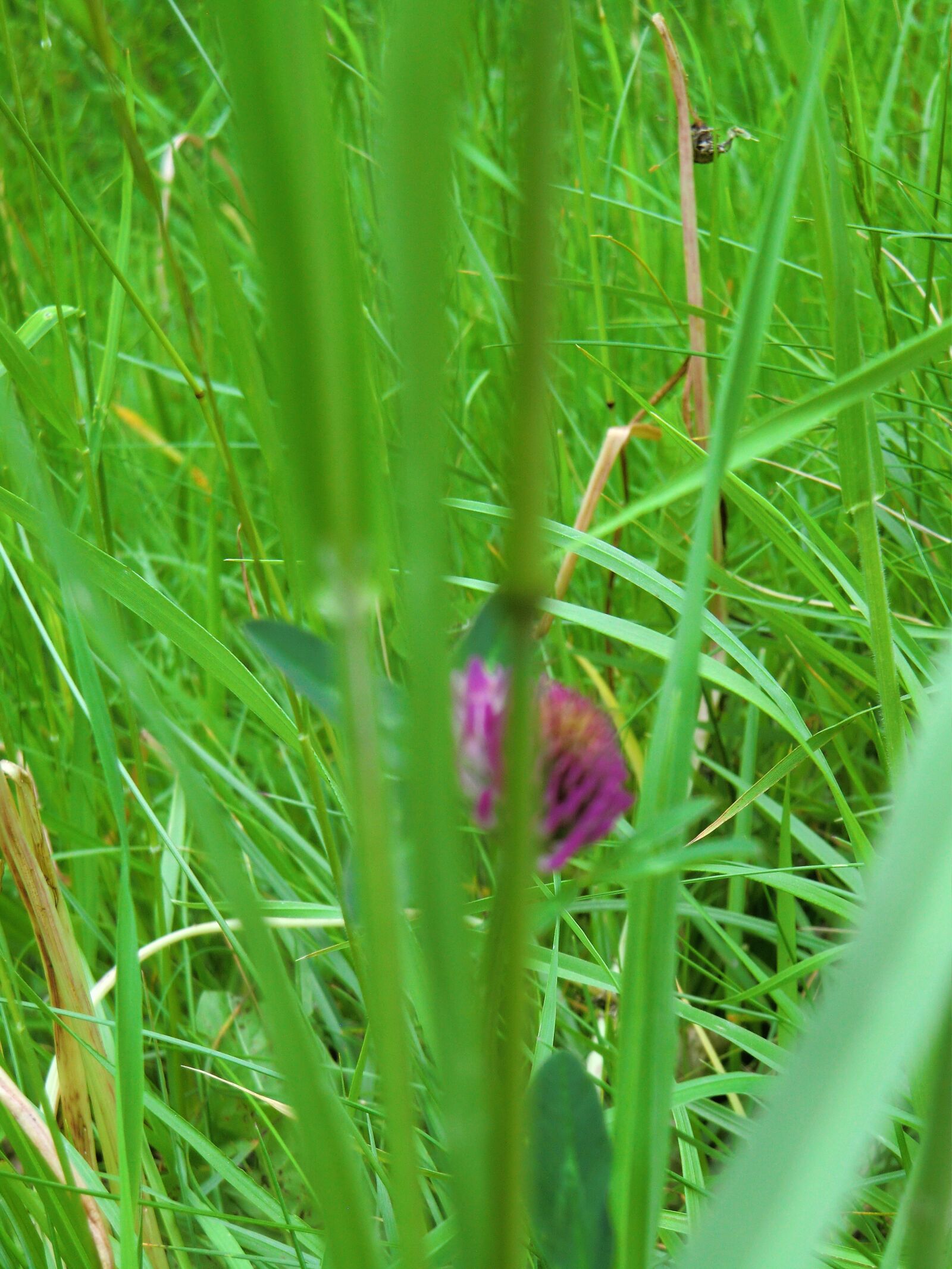 CASIO EX-H15 sample photo. Shy, nature, hiding place photography