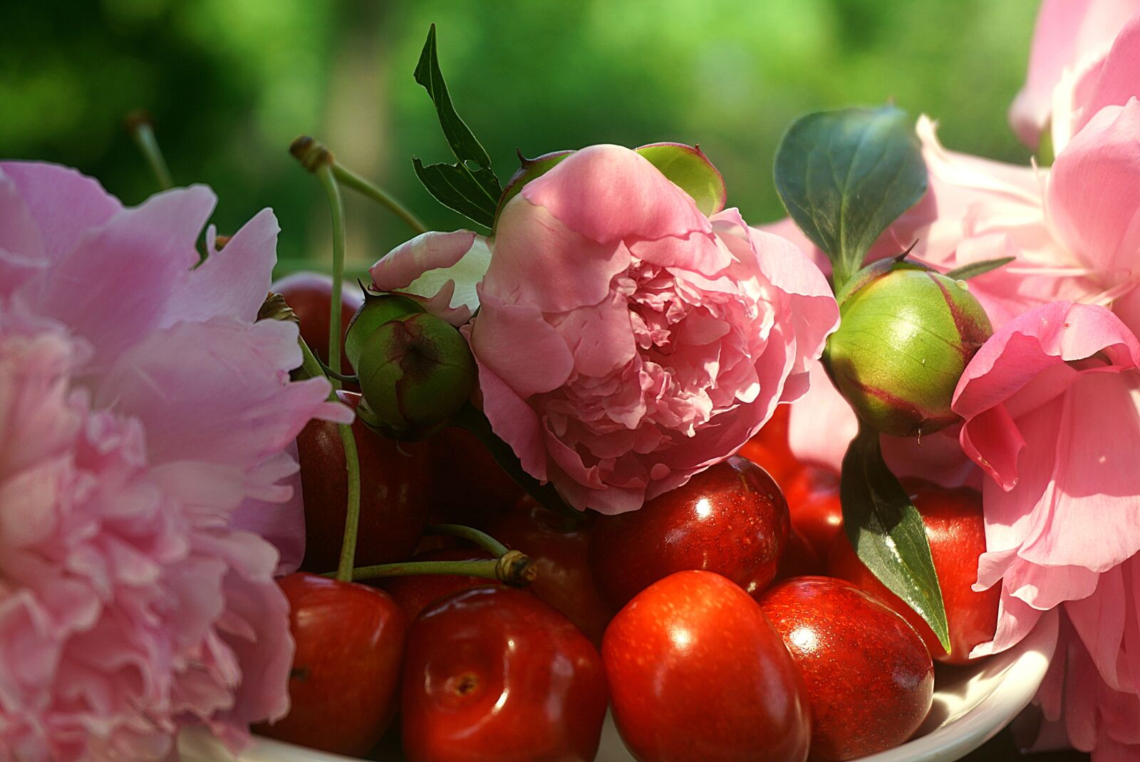 Sony a6000 sample photo. Cherry ripe, red, peonies photography
