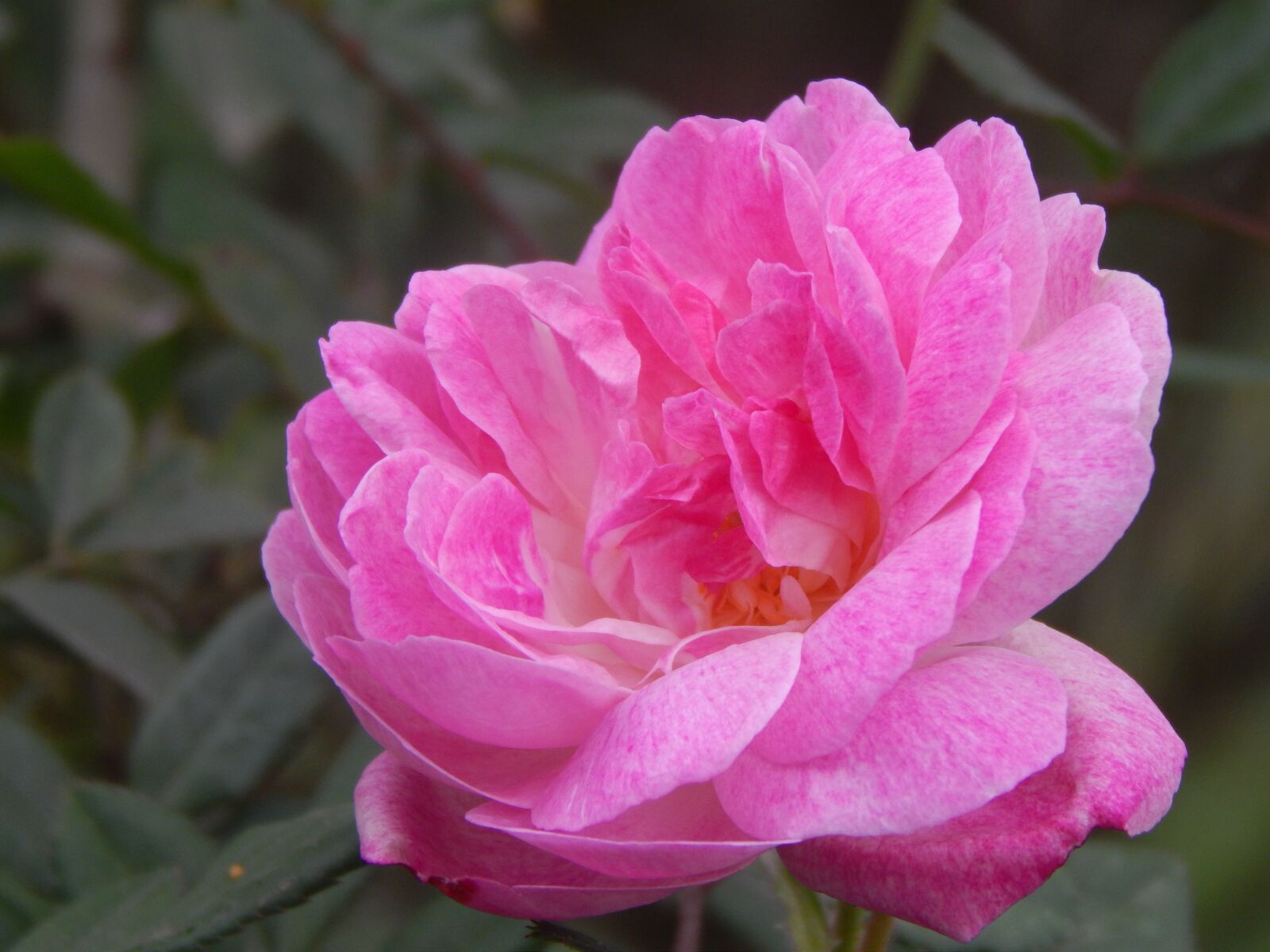 Nikon Coolpix L820 sample photo. Rosa, pink petals, flower photography
