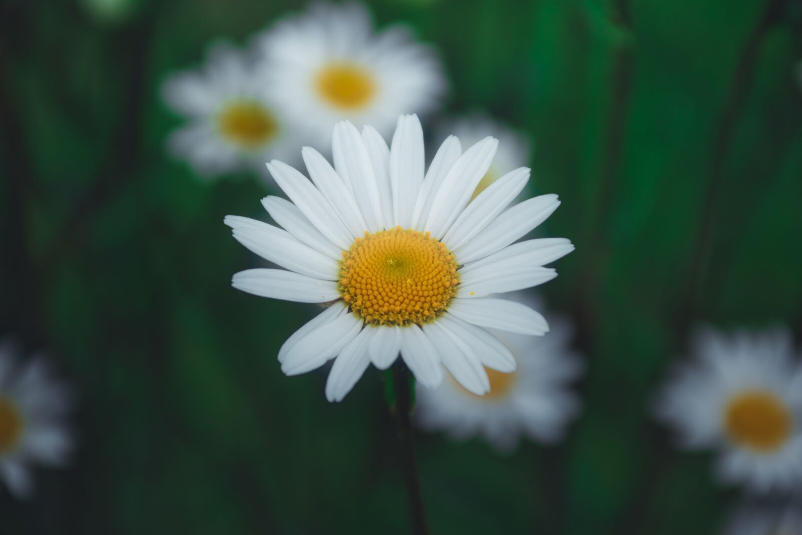 Nikon D5600 sample photo. Marguerite, daisy, flower photography