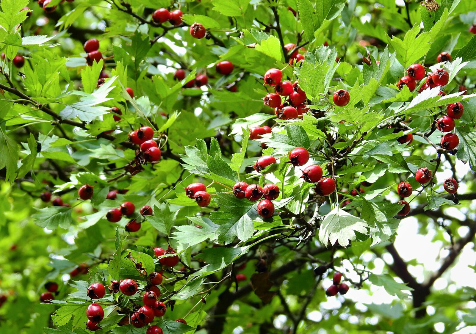 Nikon Coolpix P900 sample photo. Hawthornes, berries, bush photography