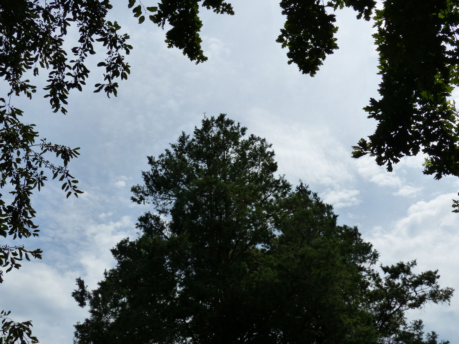 Panasonic Lumix DMC-FZ200 sample photo. Evergreen, nature, tall, tree photography