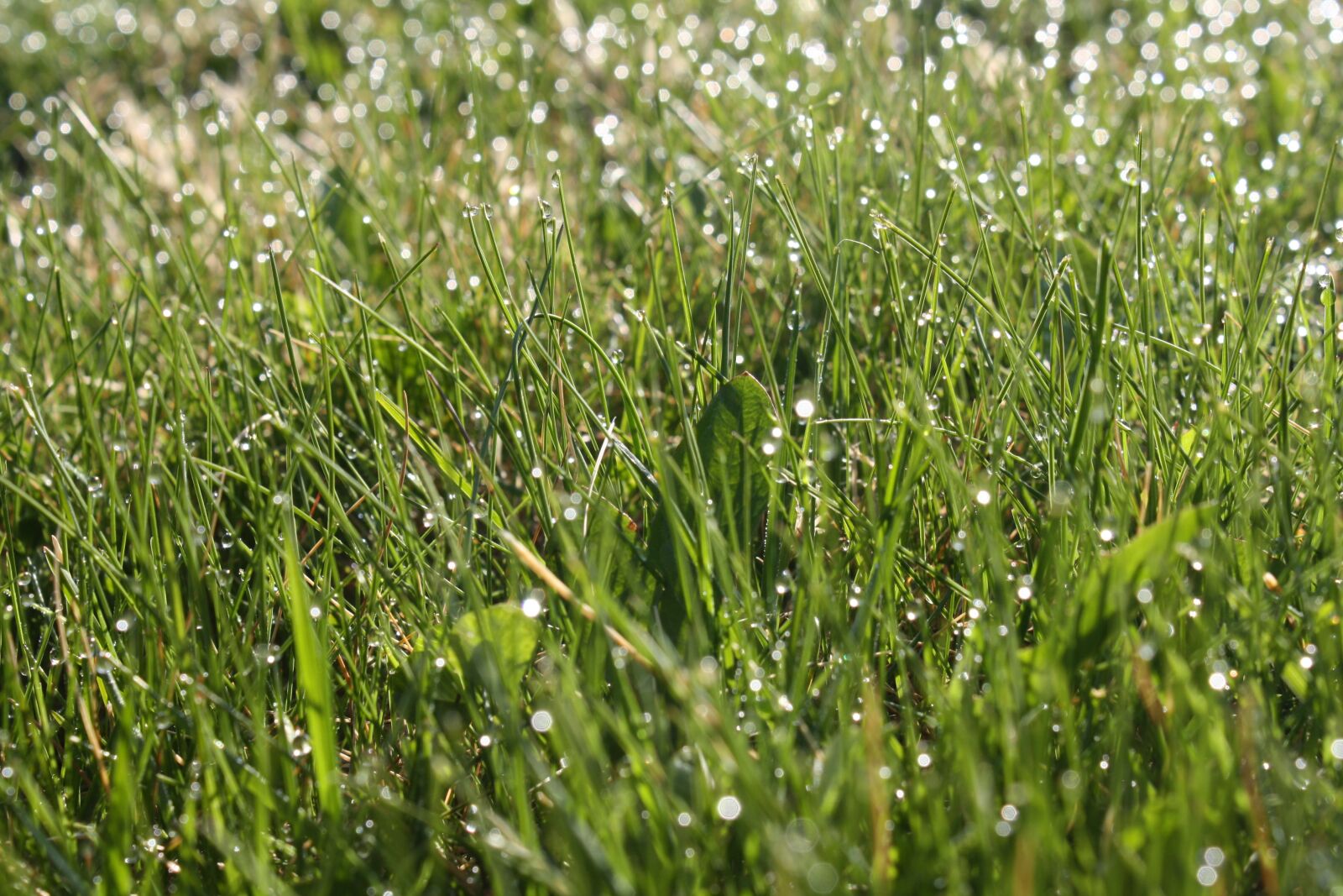 Canon EOS 1000D (EOS Digital Rebel XS / EOS Kiss F) sample photo. Grass, dew, green photography