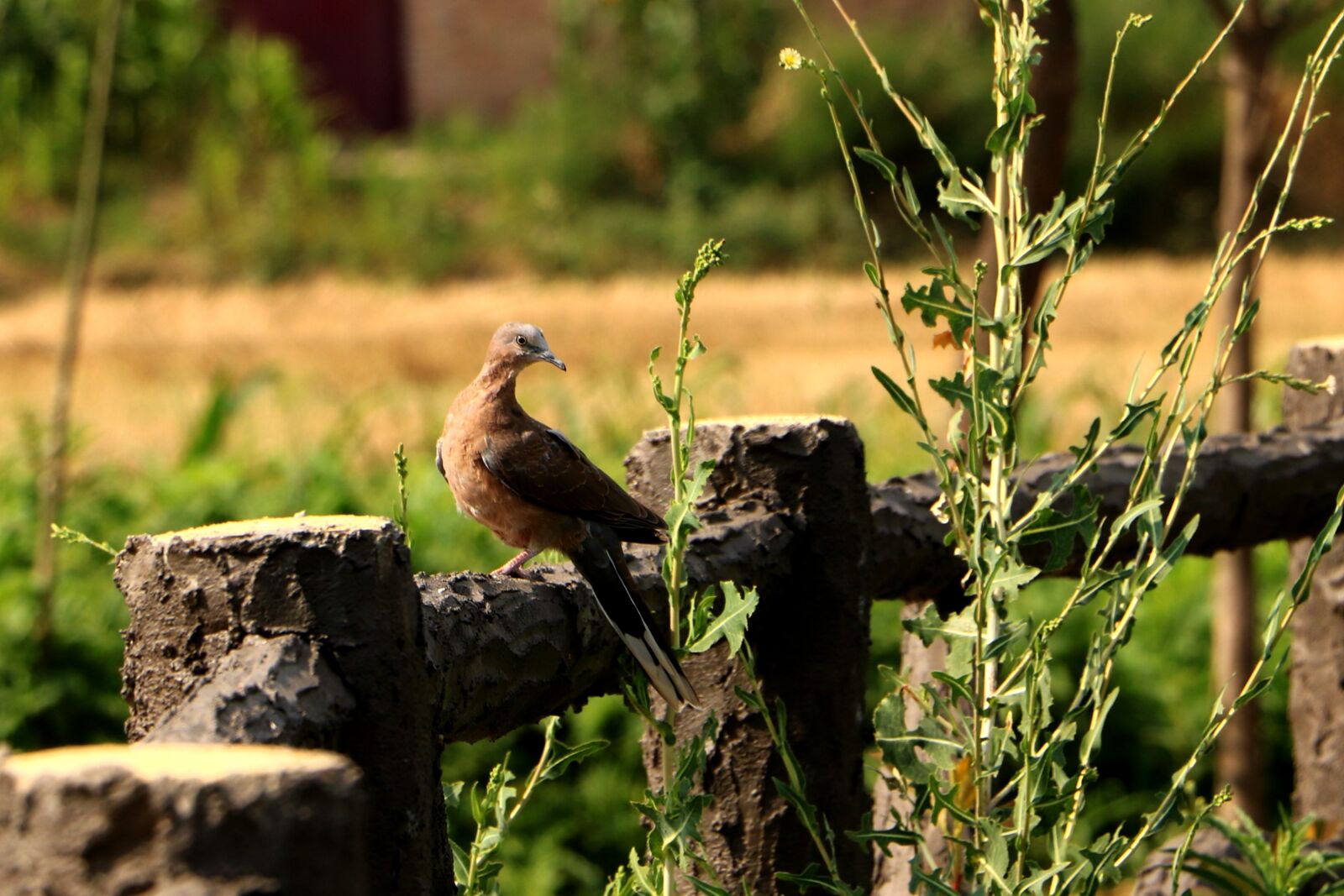 Canon EOS 750D (EOS Rebel T6i / EOS Kiss X8i) sample photo. China, pet, bird photography