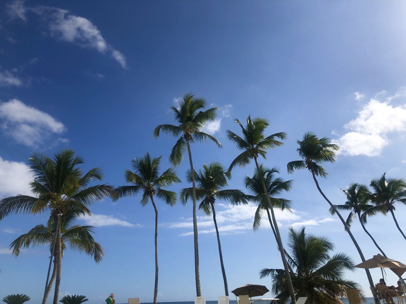 Apple iPhone X sample photo. Palm trees, tropical, sky photography