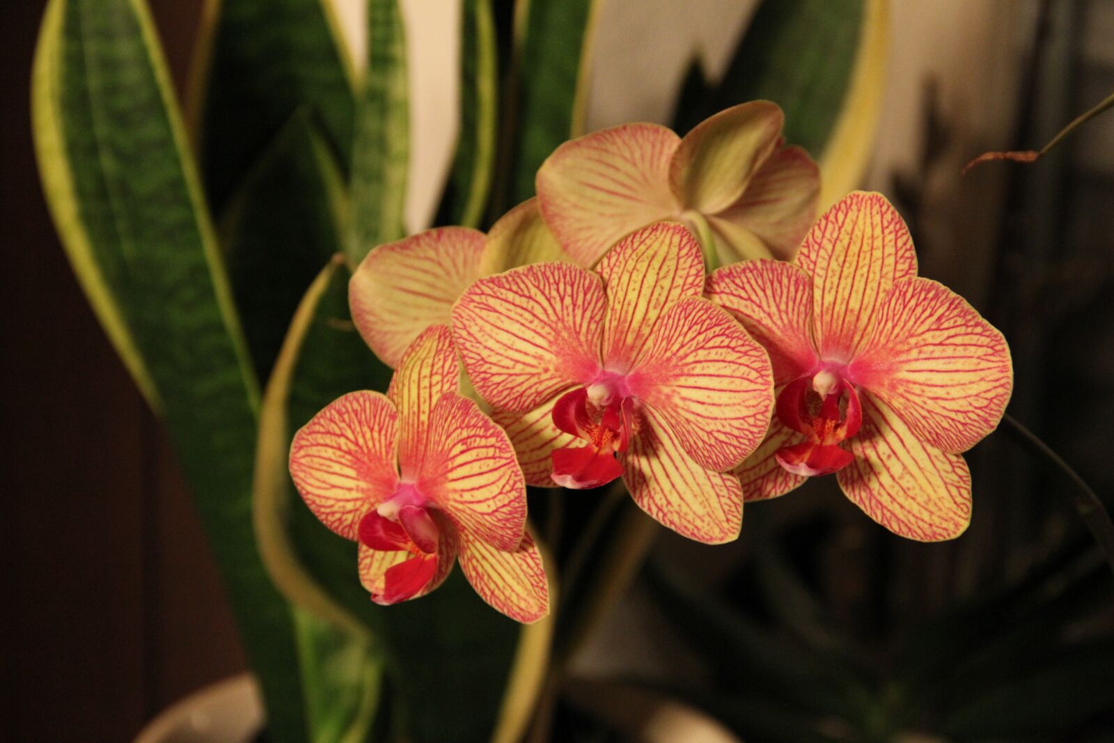 Canon EF-S 18-135mm F3.5-5.6 IS sample photo. Nature, flowers, orchid photography