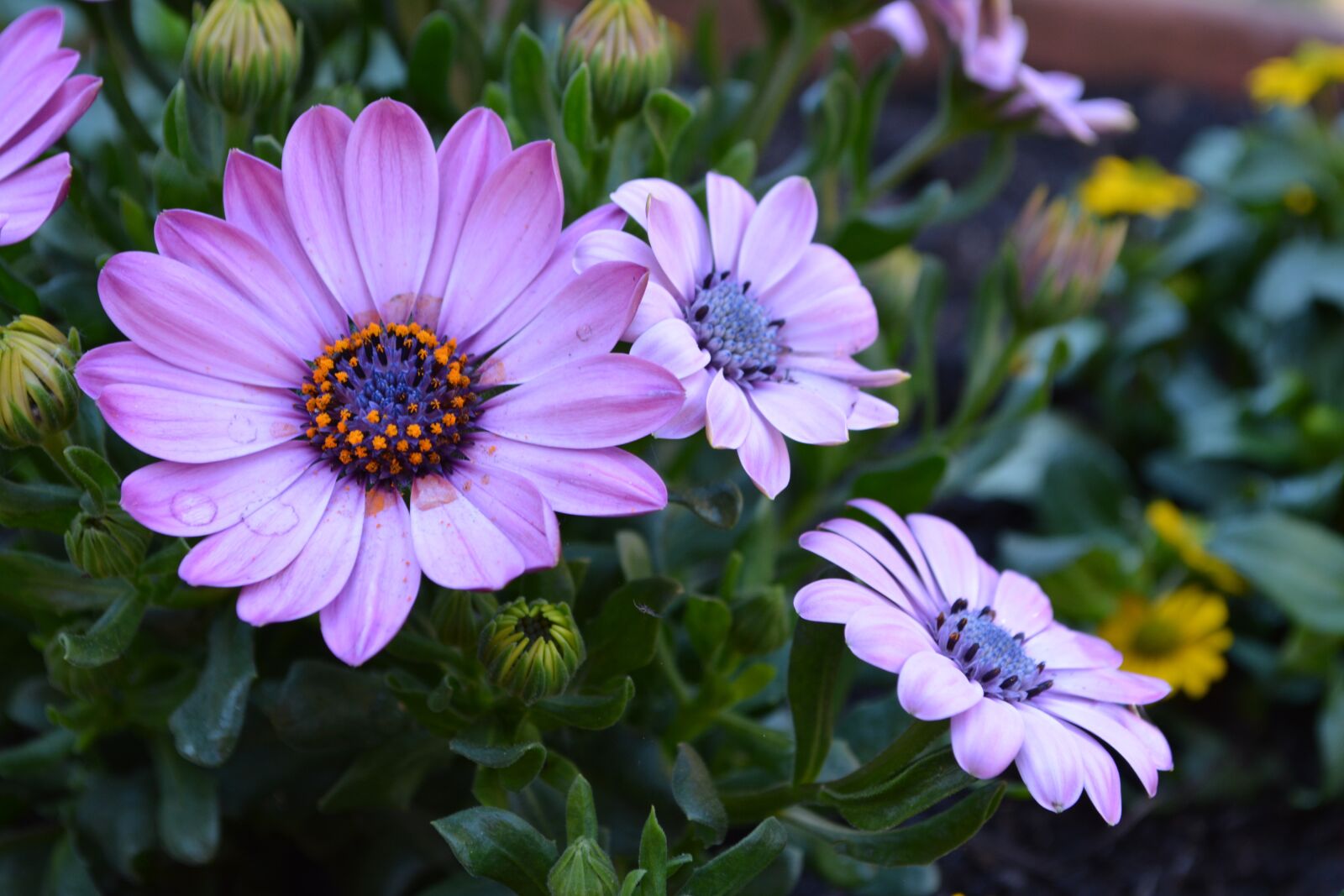Nikon D5200 sample photo. Flower, flowers, purple photography