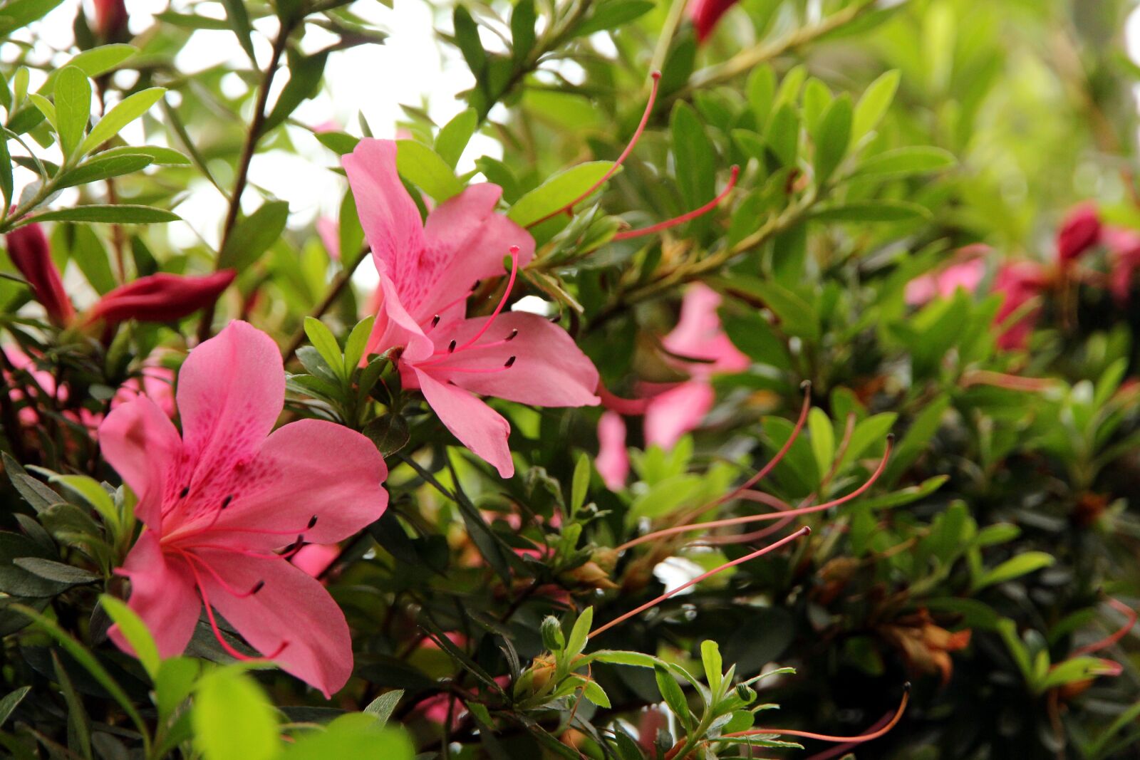 Canon EOS 650D (EOS Rebel T4i / EOS Kiss X6i) sample photo. Rhododendron, nature, plant photography