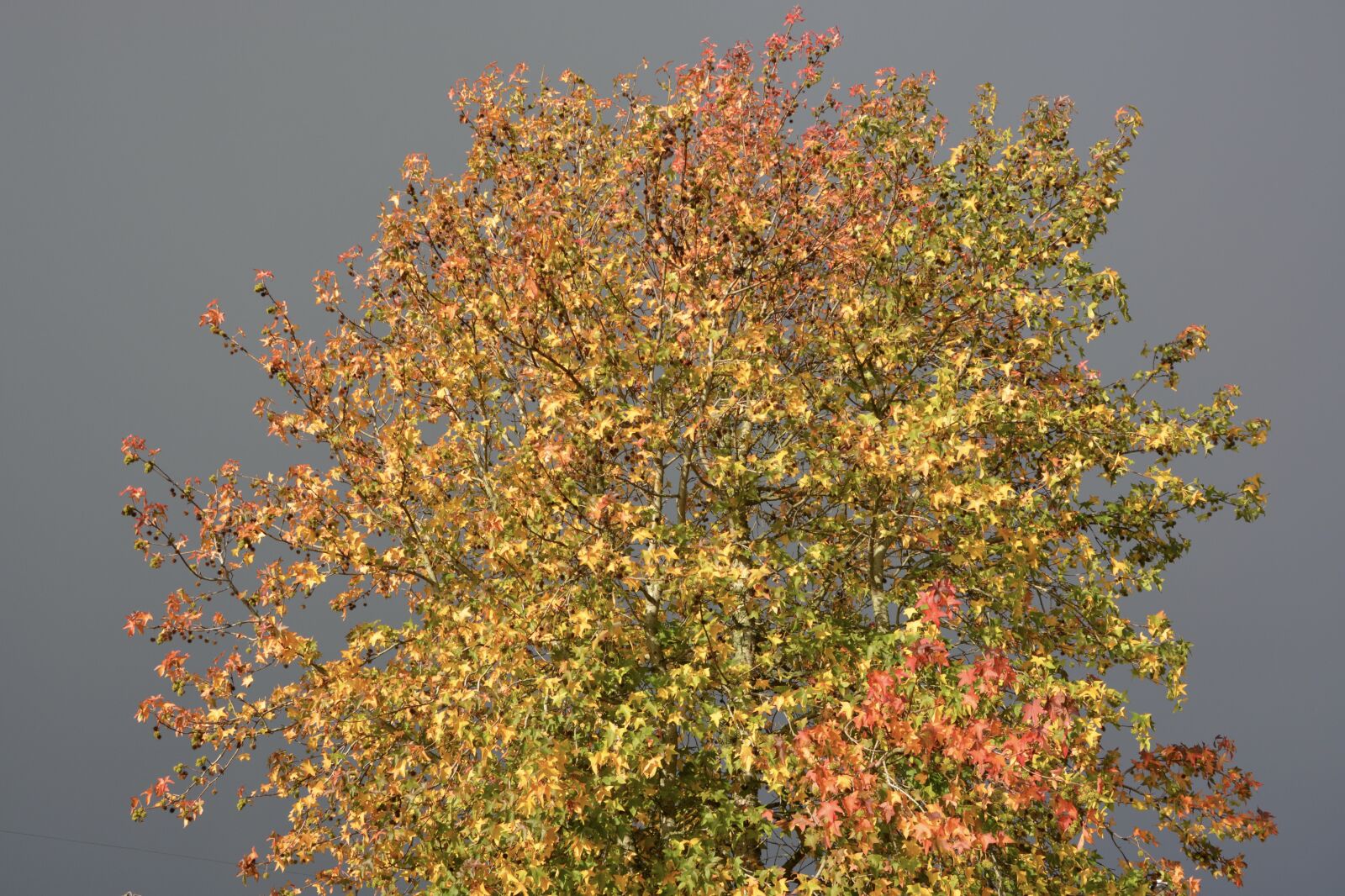 Nikon D5200 sample photo. Arbre, feuilles, arbre, aux photography