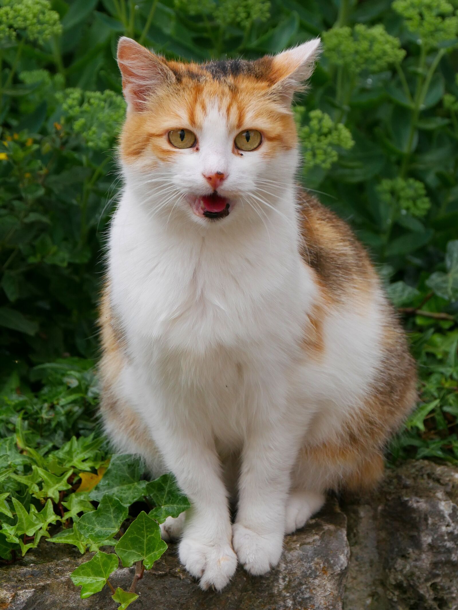 Panasonic DMC-G70 sample photo. Animal, cat, pet photography