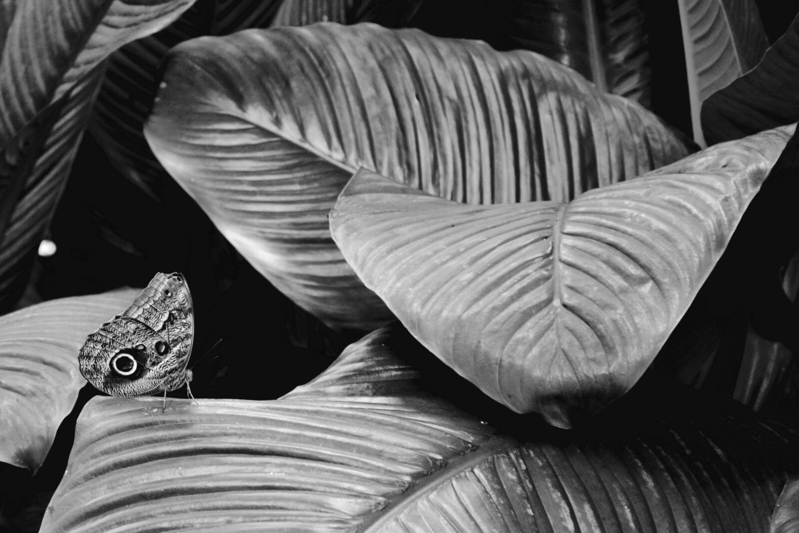 Nikon D3100 sample photo. Butterfly, solitude, monarch photography