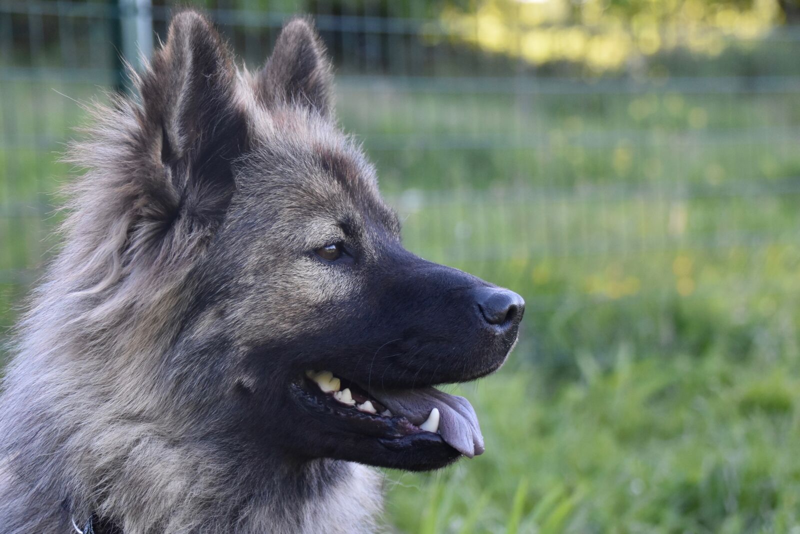 Nikon D5600 sample photo. Dog, dog eurasier, canine photography