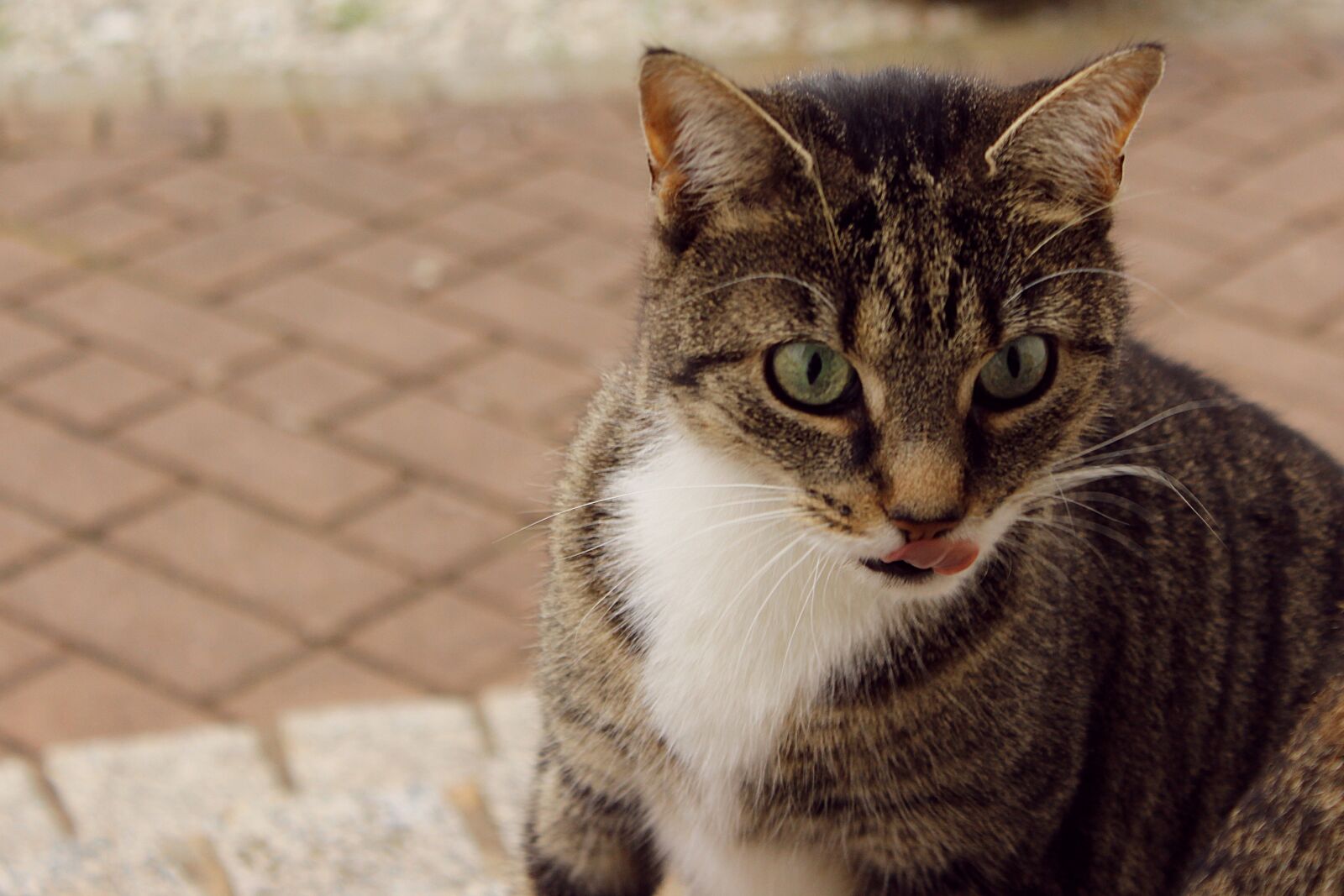 Canon EOS 600D (Rebel EOS T3i / EOS Kiss X5) sample photo. Cat, animal, pet photography