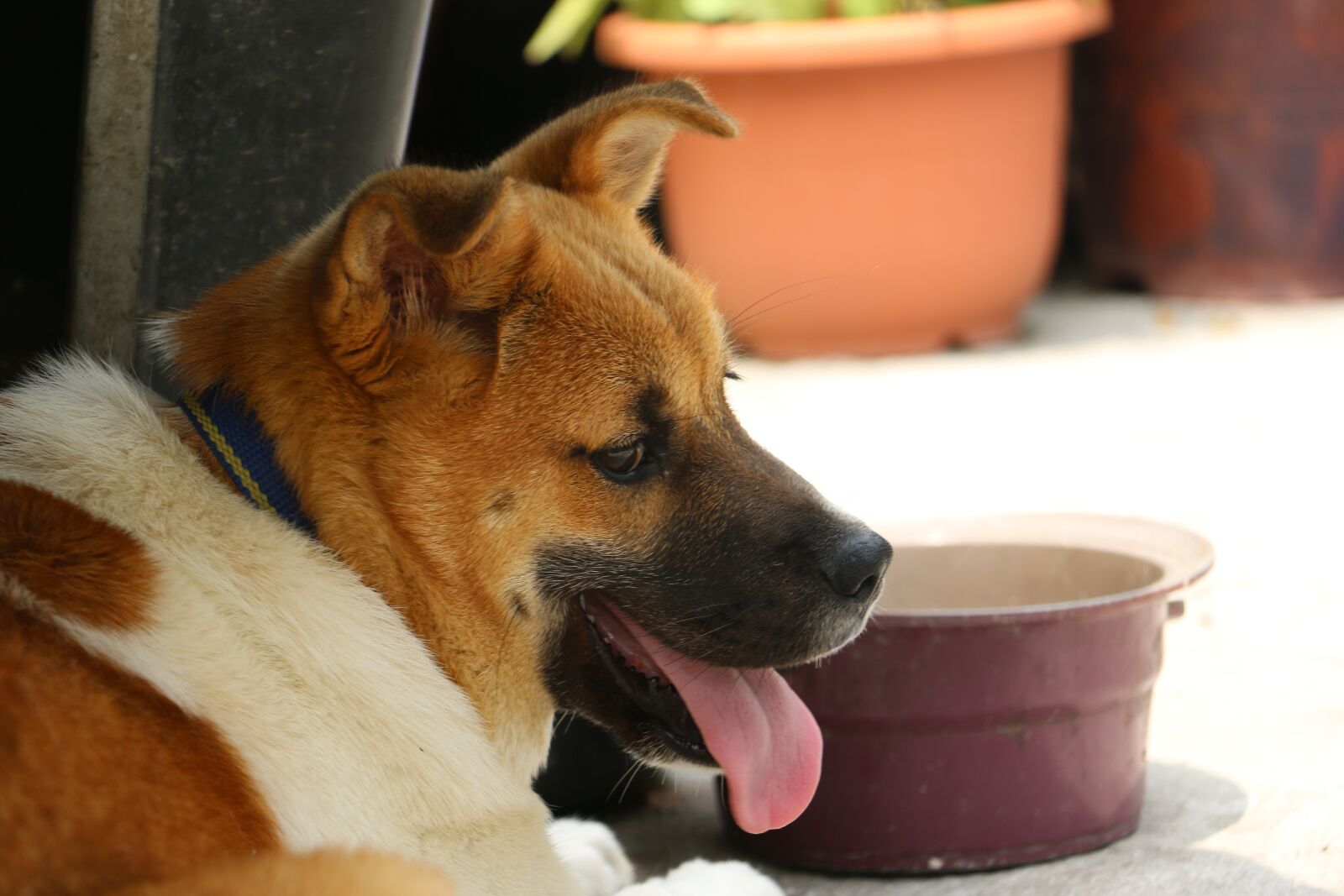 Canon EOS 70D sample photo. Dog, korean dog, country photography