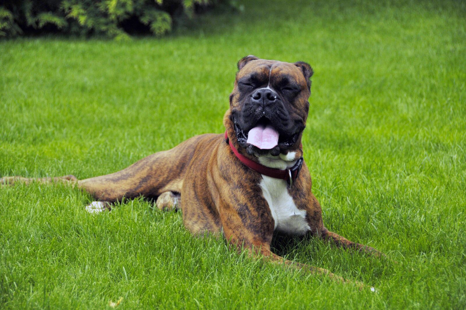 Nikon D300 sample photo. Animal, dog, a friend photography