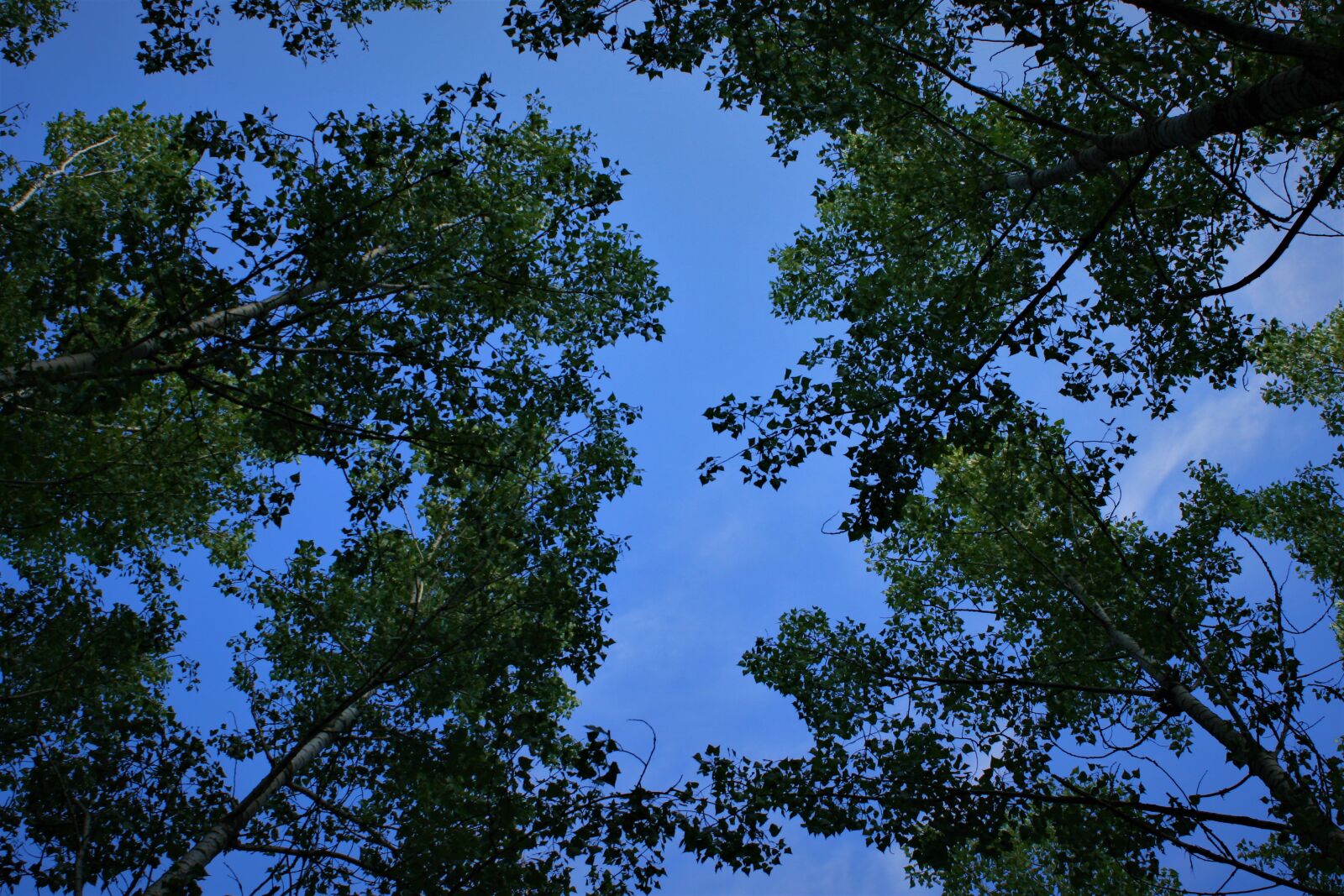 Canon EOS 400D (EOS Digital Rebel XTi / EOS Kiss Digital X) sample photo. Trees, green, blue photography