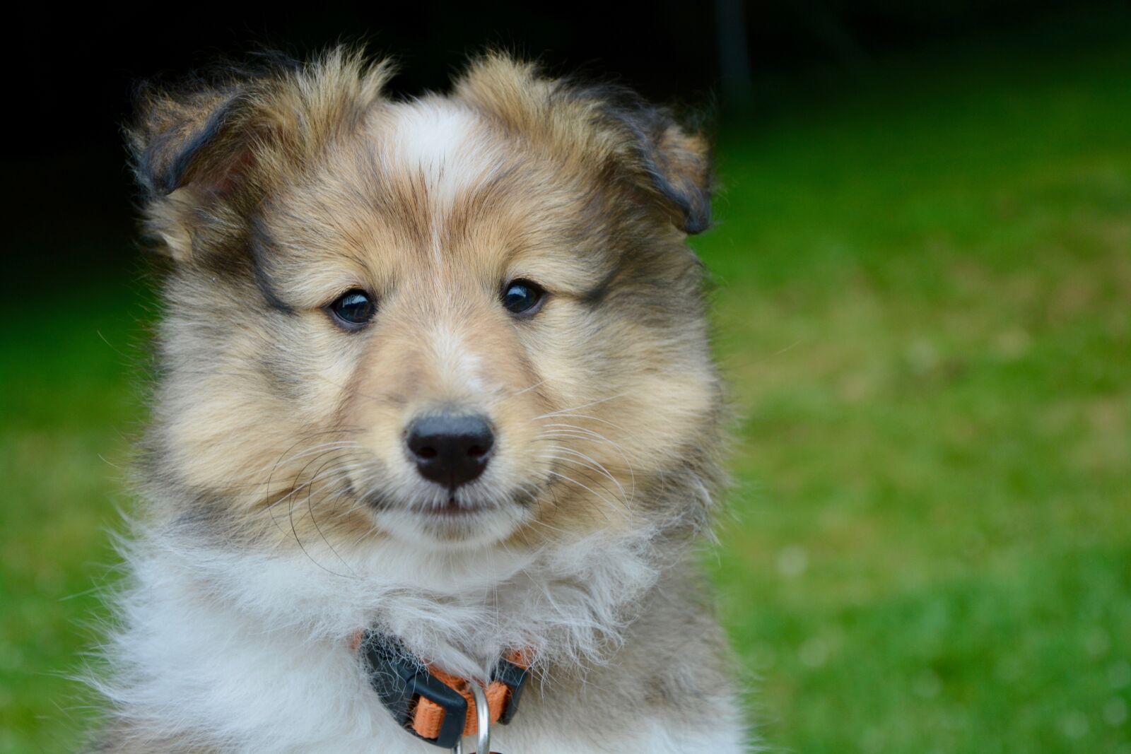 Nikon D5200 sample photo. Dog, puppy, pup photography