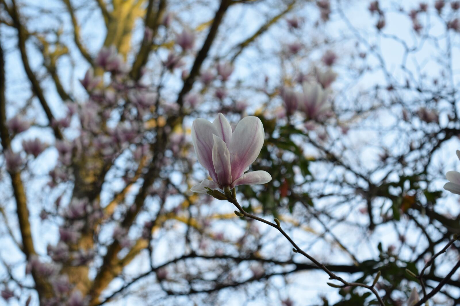 Nikon D3300 sample photo. Flower, nature, floral photography