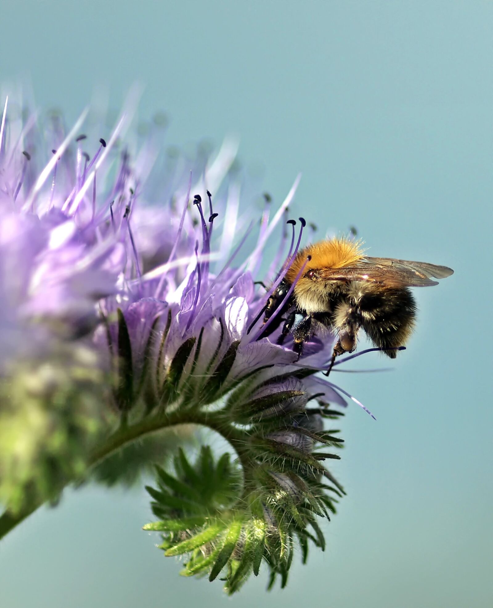 Olympus E-30 sample photo. Hummel, acker hummel, phacelia photography