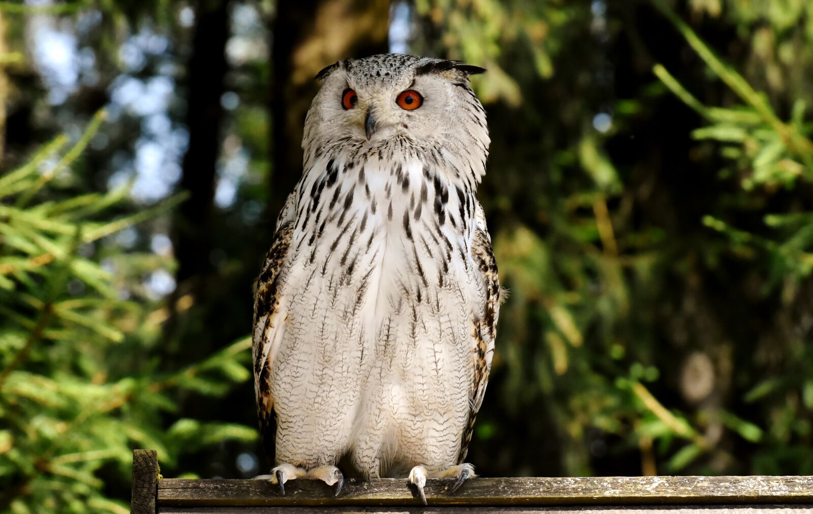 Nikon D7200 sample photo. Owl, bird, feather photography