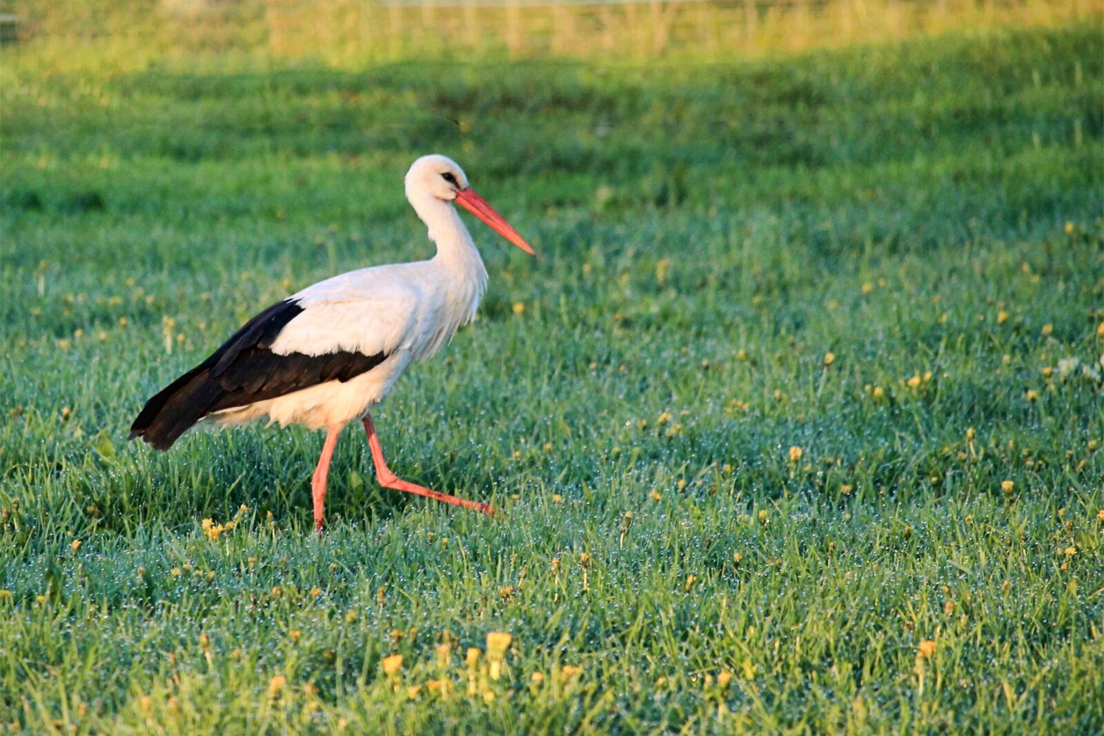 Canon EOS 1100D (EOS Rebel T3 / EOS Kiss X50) + Canon EF-S 55-250mm F4-5.6 IS STM sample photo. Stork, meadow, foraging photography