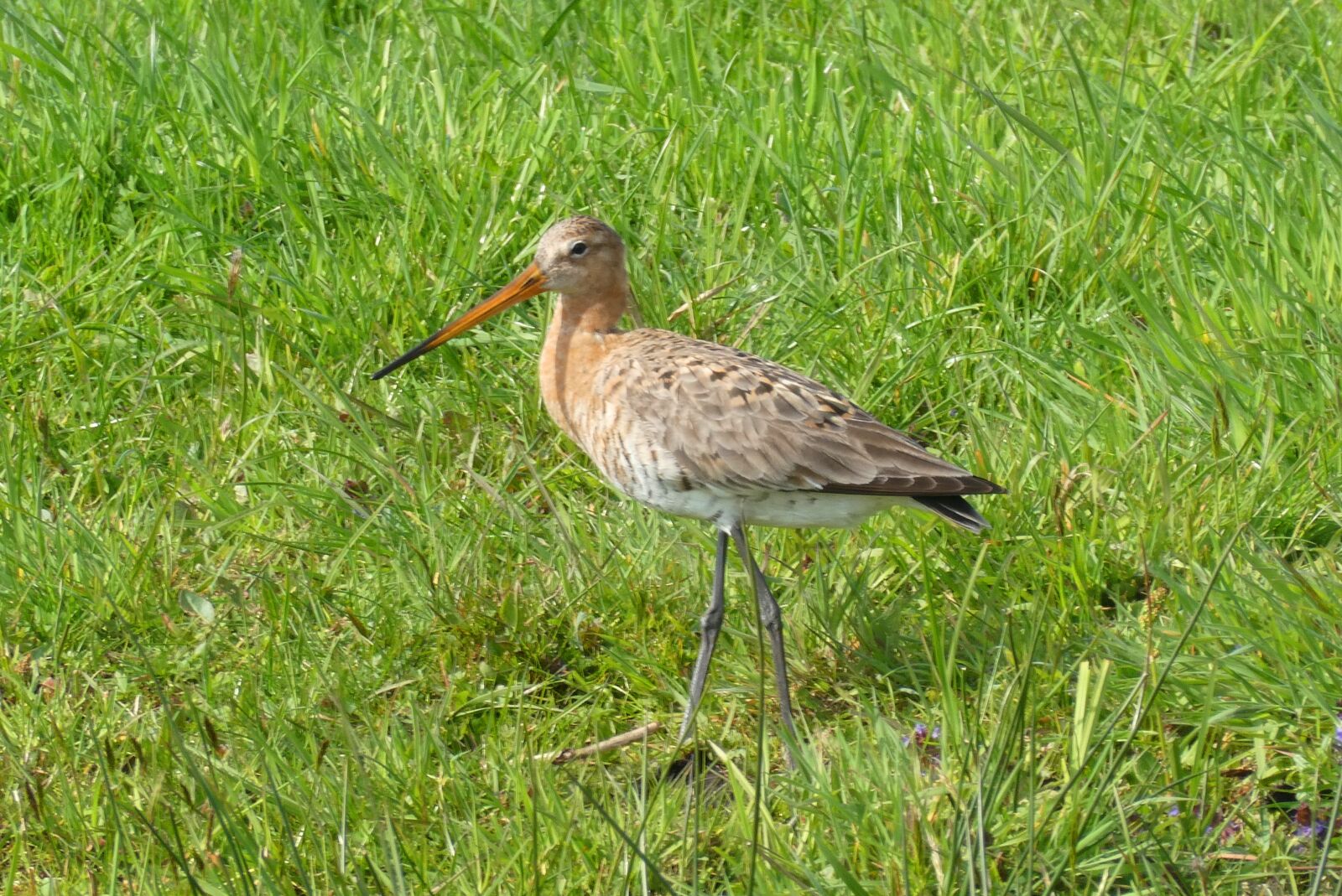 Panasonic Lumix DC-ZS70 (Lumix DC-TZ90) sample photo. Black-tailed godwit, meadow bird photography