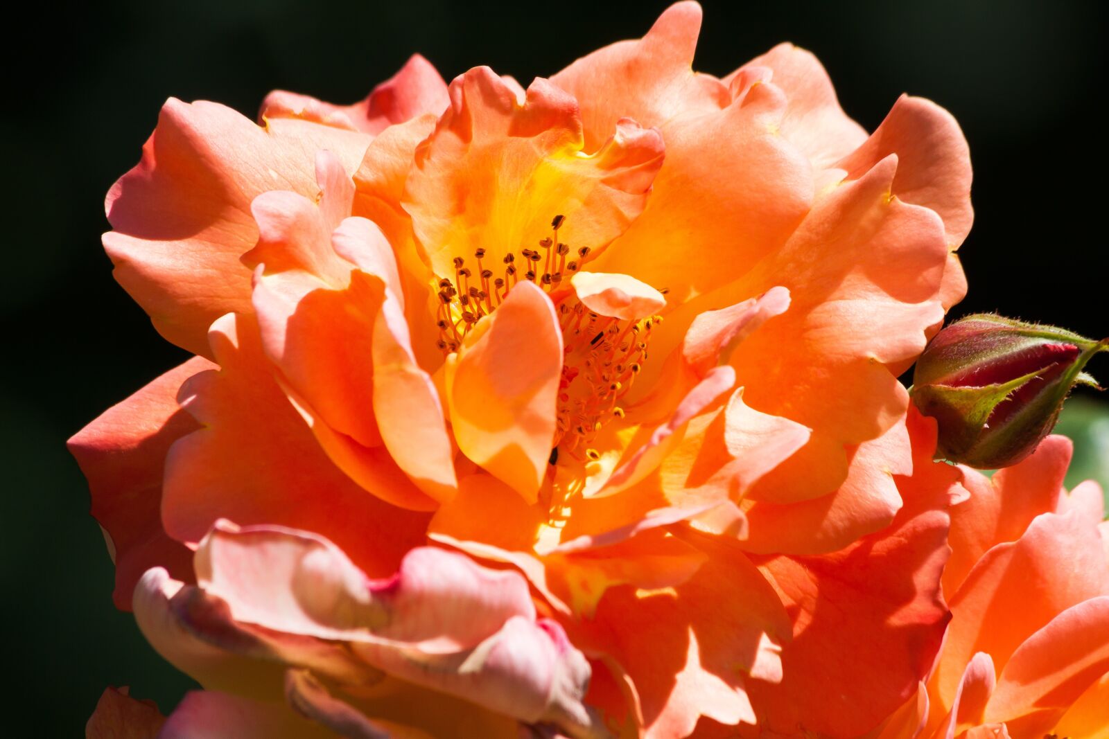 Canon EOS 50D sample photo. Rose, orange, pink photography