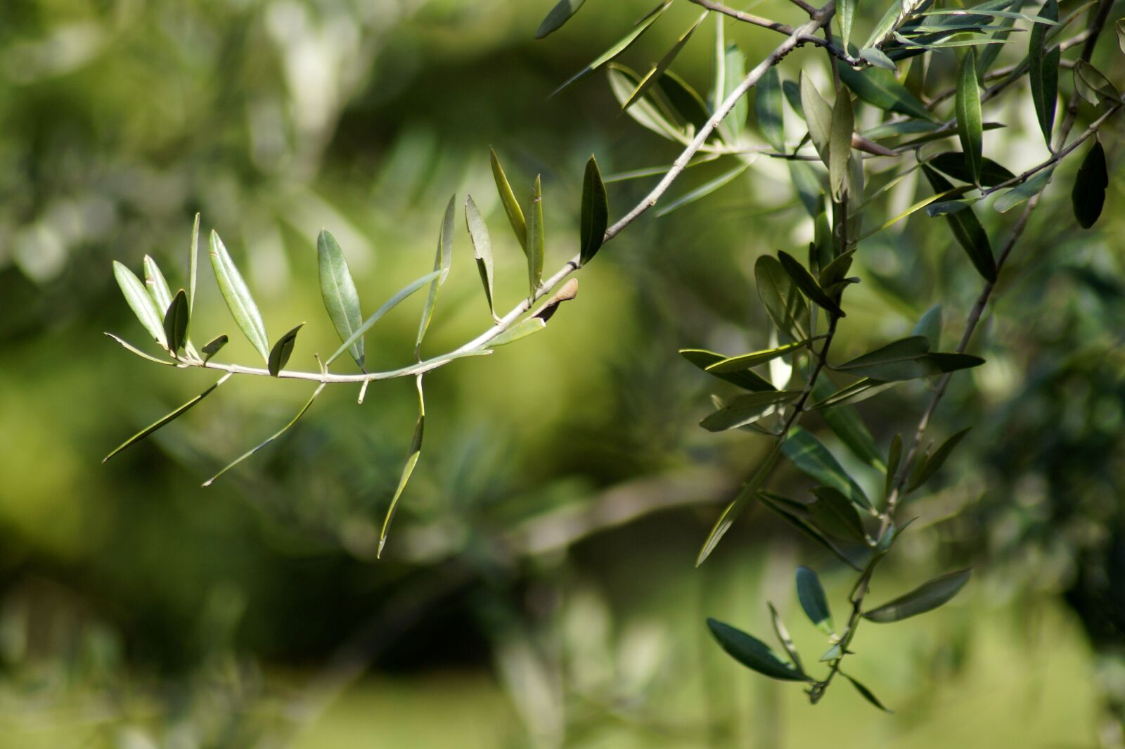 Sony SLT-A58 sample photo. Olives, olive branch, fruits photography