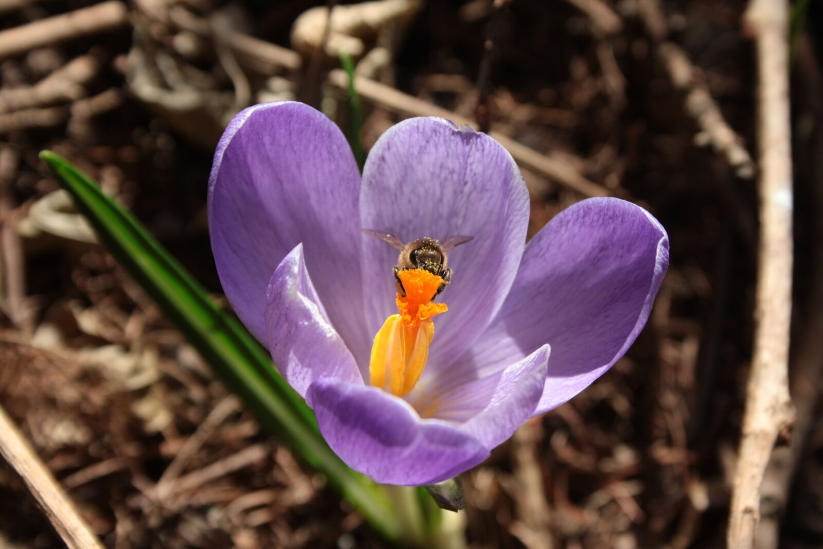 Canon EOS 1000D (EOS Digital Rebel XS / EOS Kiss F) sample photo. Crocus, closeup, bee photography